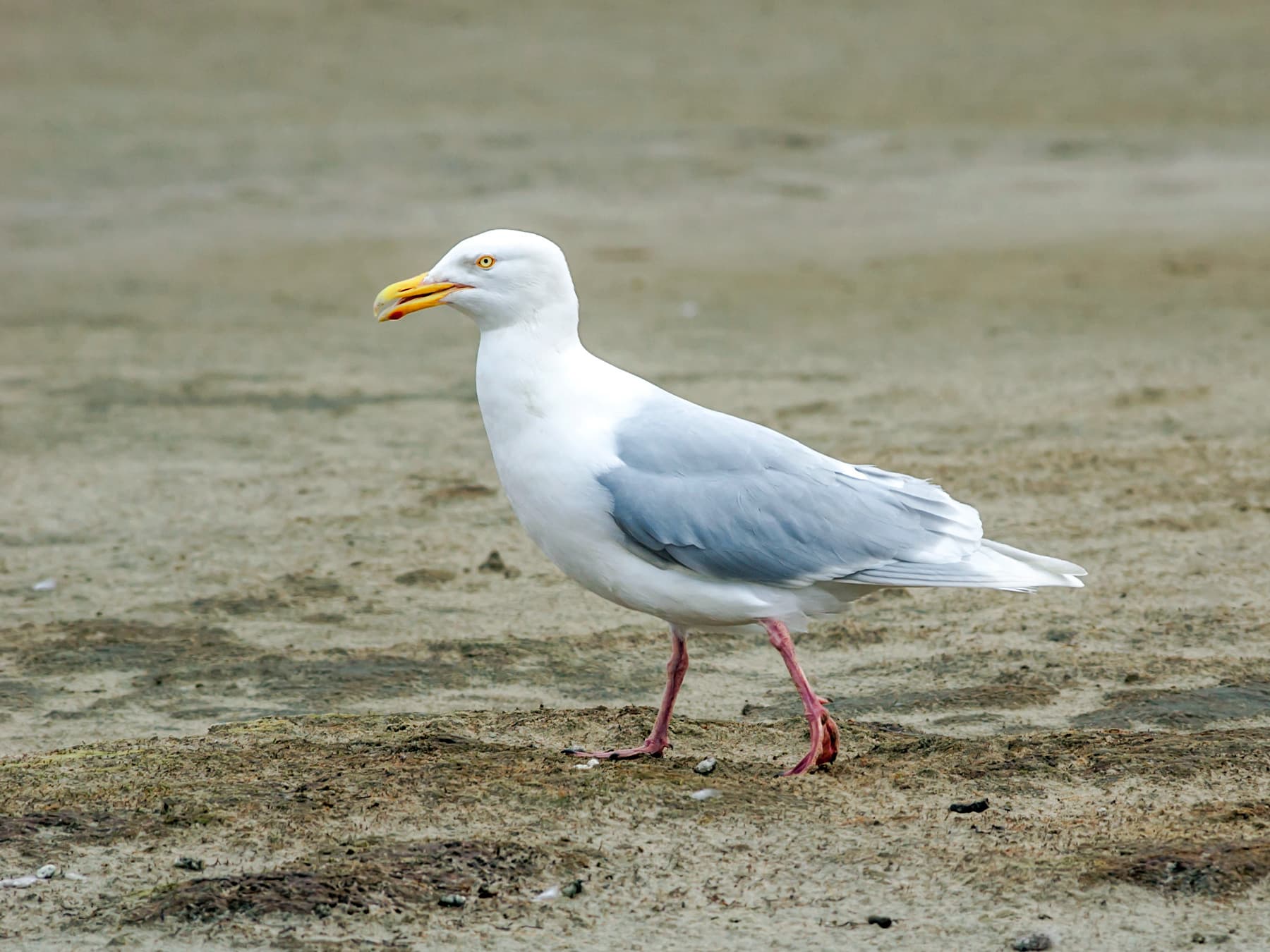 Glaucous Gull