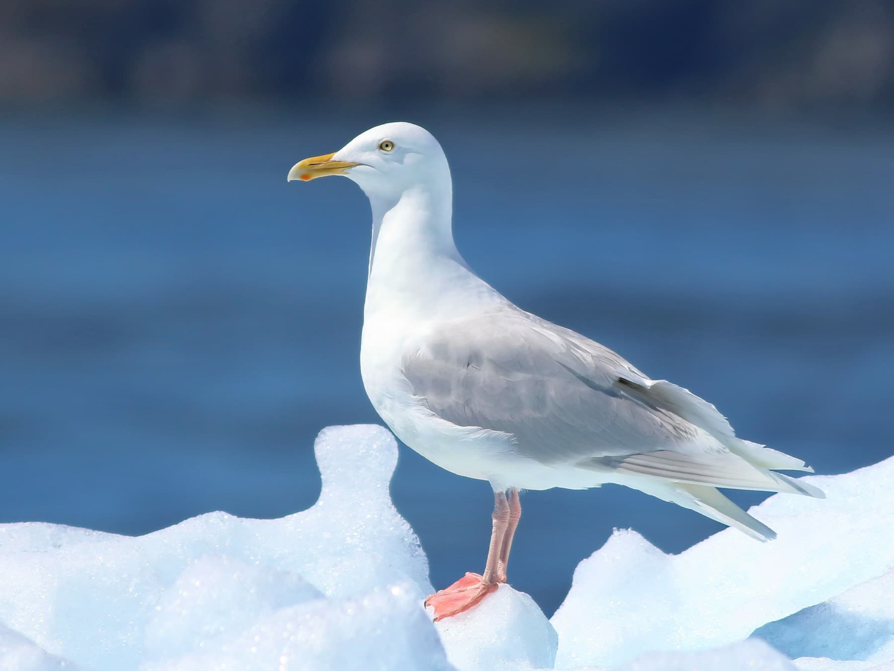 Glaucous Gull