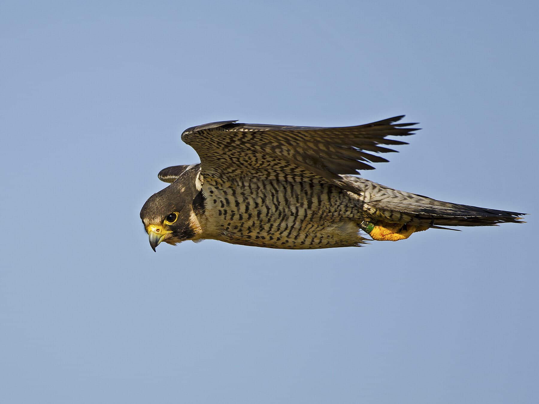 Gliding peregrine falcon
