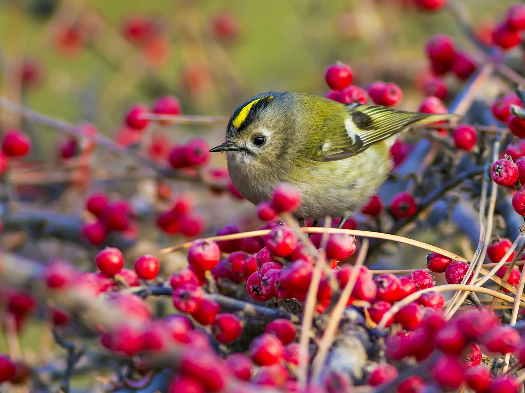 A Goldcrest among red berries