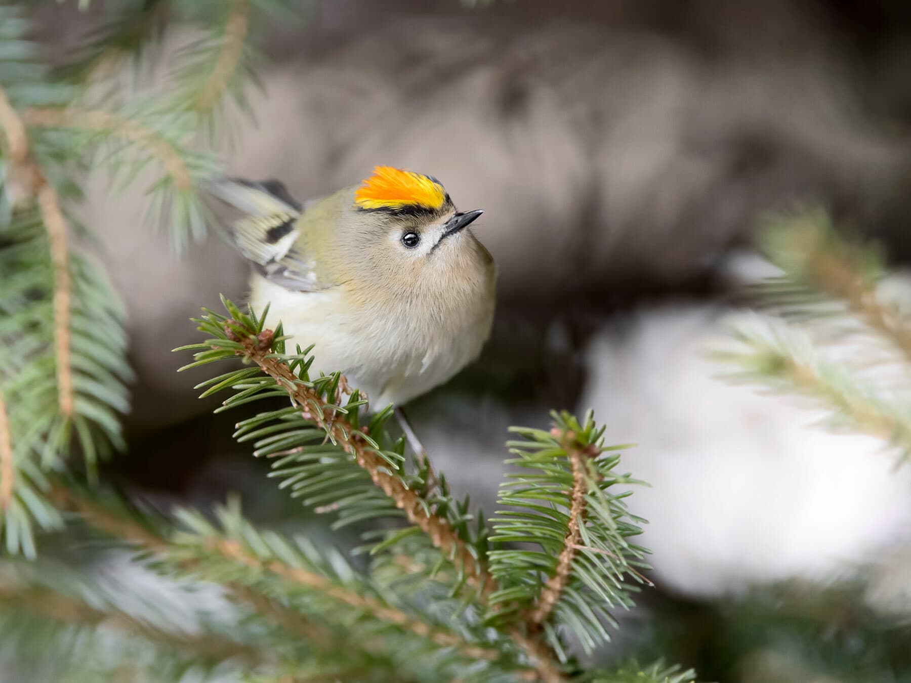 A male Goldcrest in a spruce, crest raised to show the orange