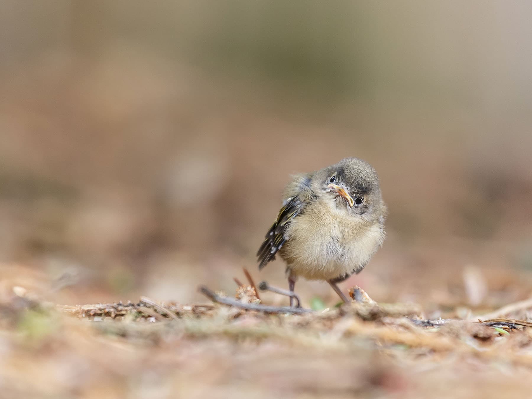 Goldcrest fledgling