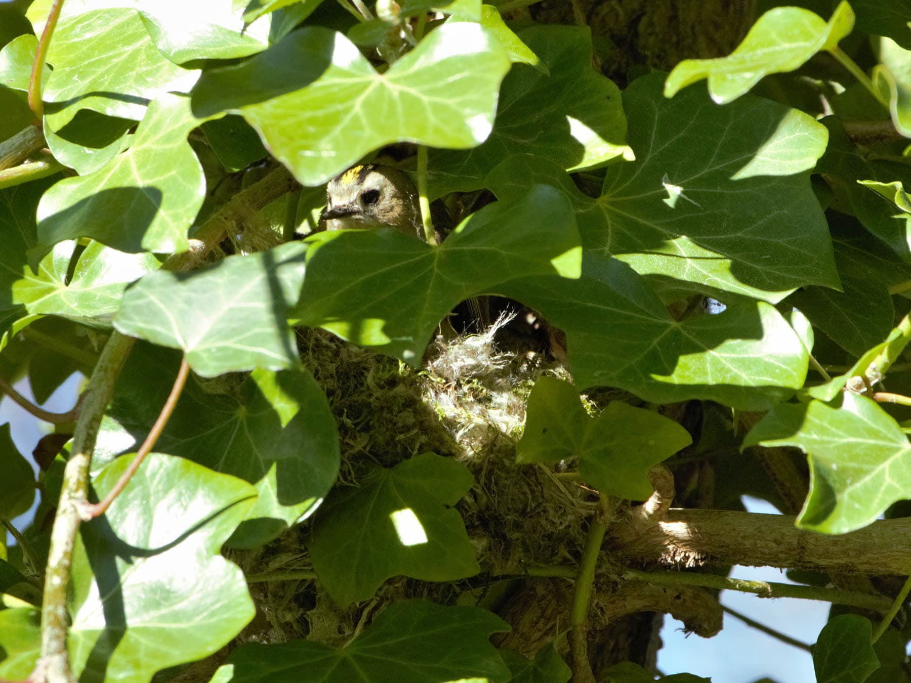 Goldcrest nest