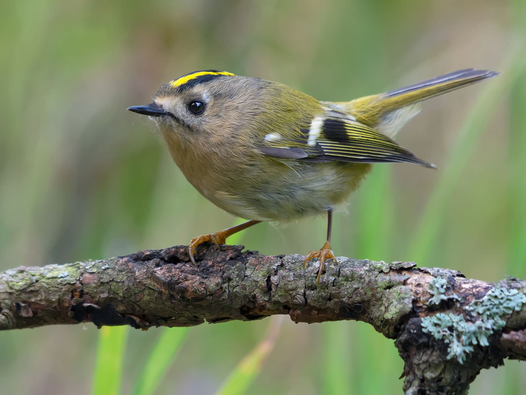 Goldcrest Nesting (Behaviour, Eggs + Location)