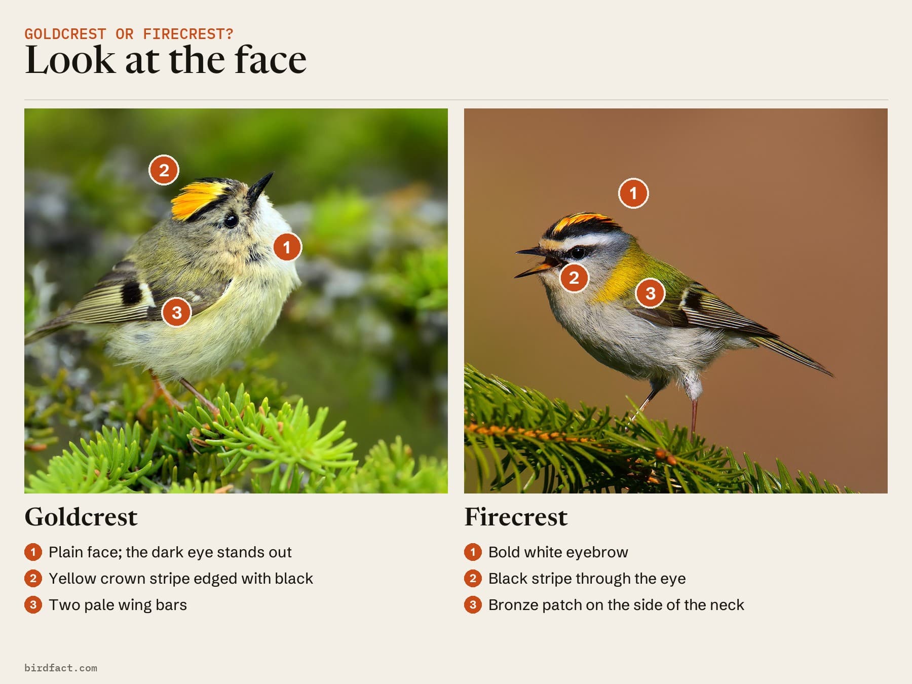 Goldcrest or Firecrest: the Goldcrest's plain face beside the Firecrest's white eyebrow and black eye-stripe