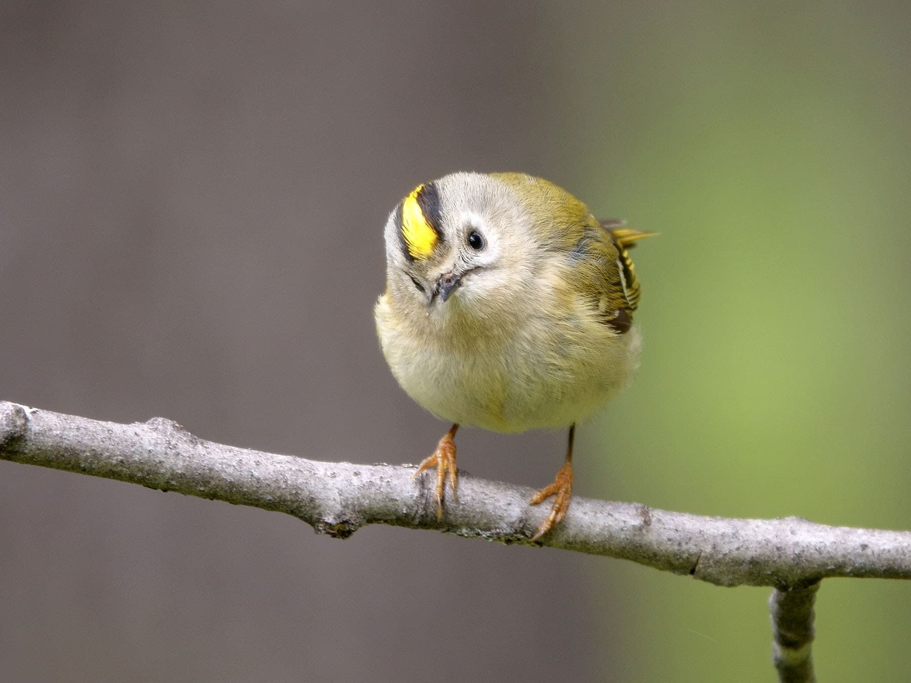 Goldcrest perched 1