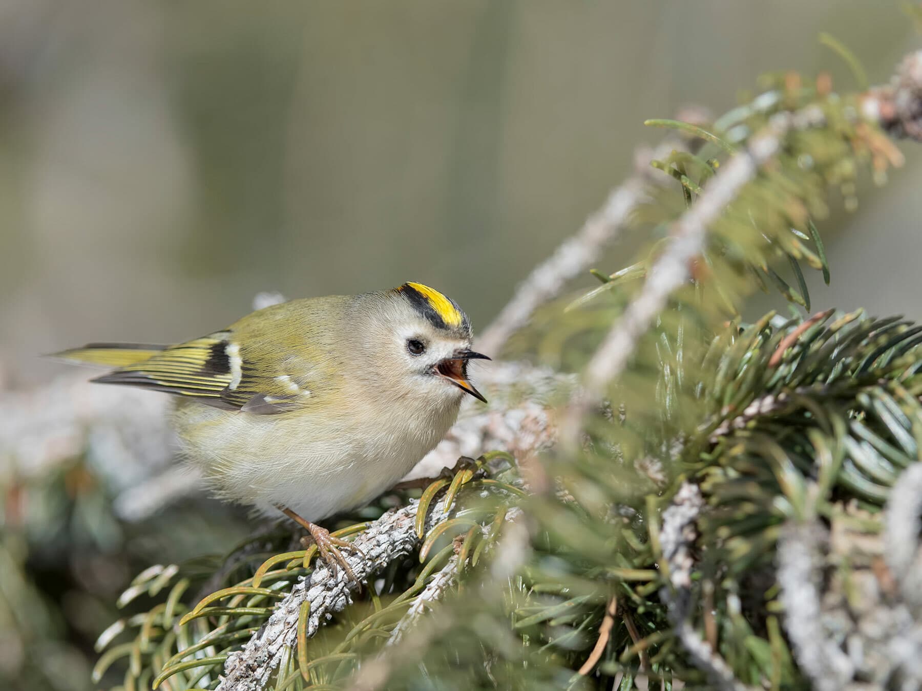 A Goldcrest singing on a conifer twig
