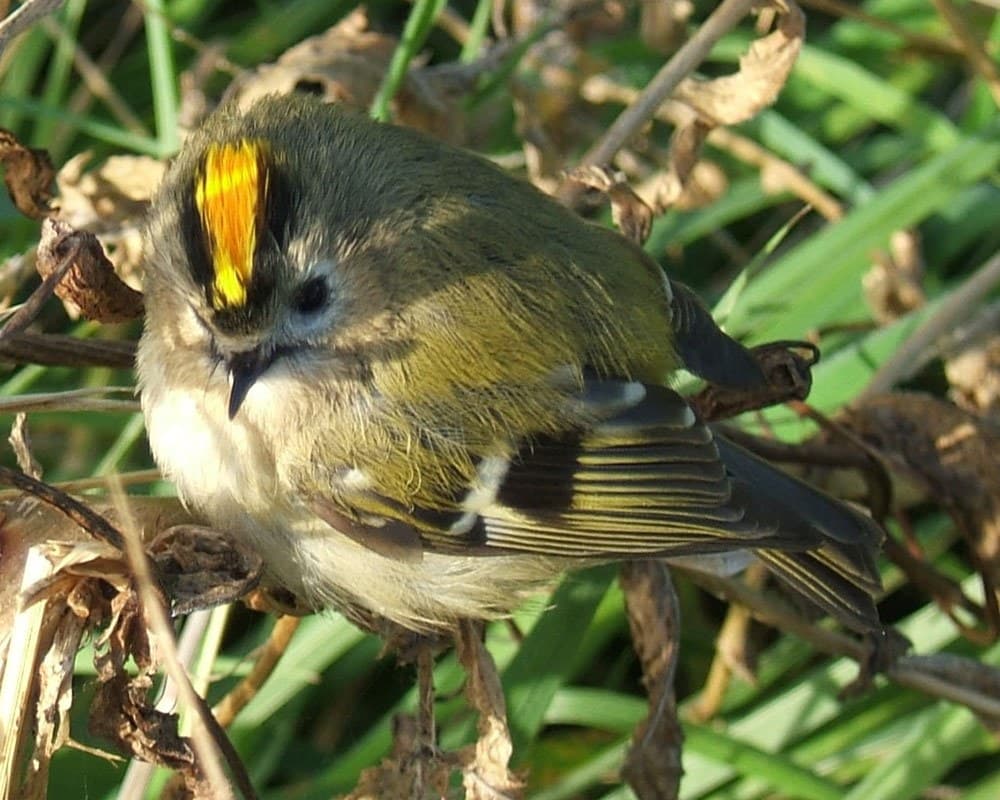 A Goldcrest perched on a branch showing its plain face and yellow crest