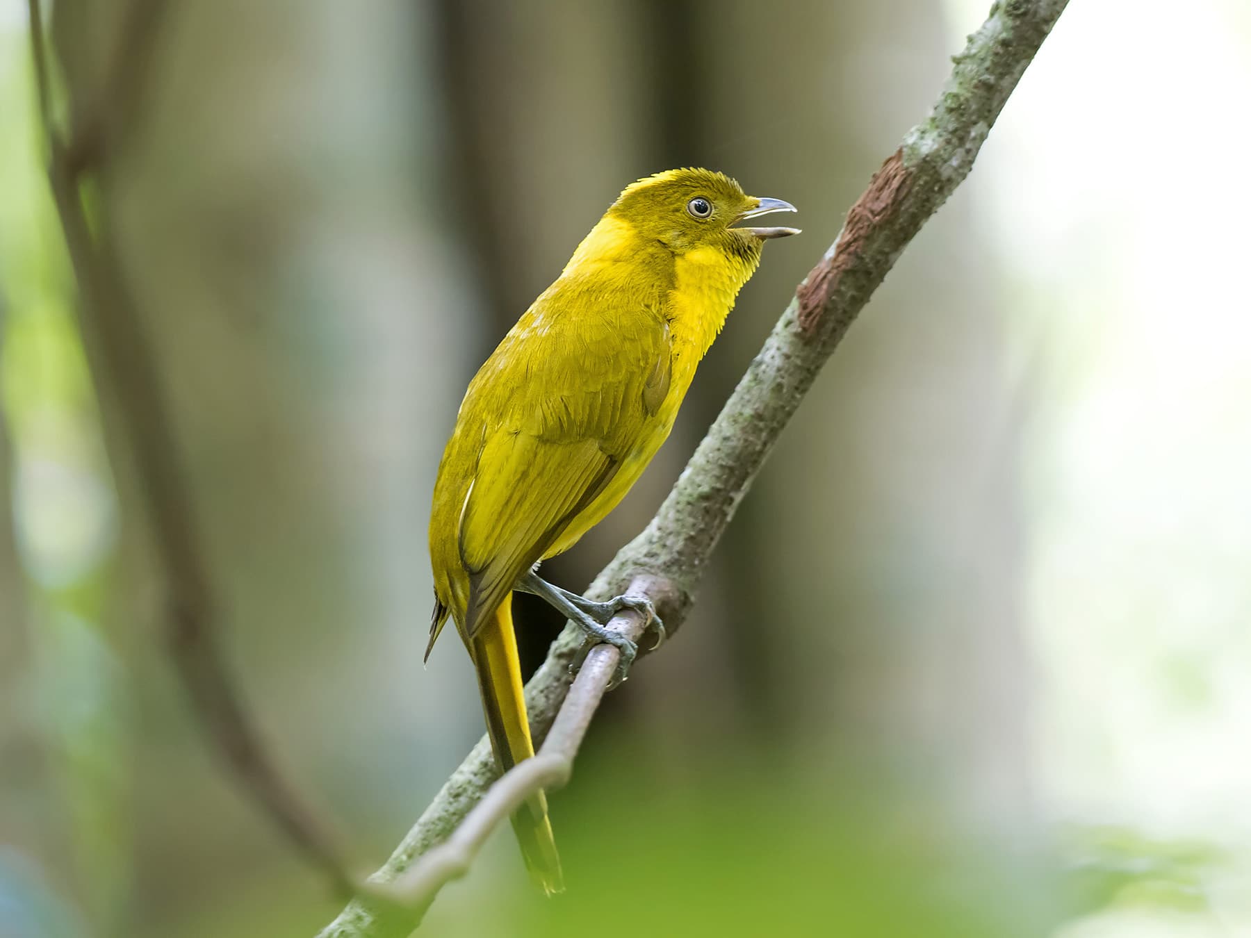 Golden bowerbird