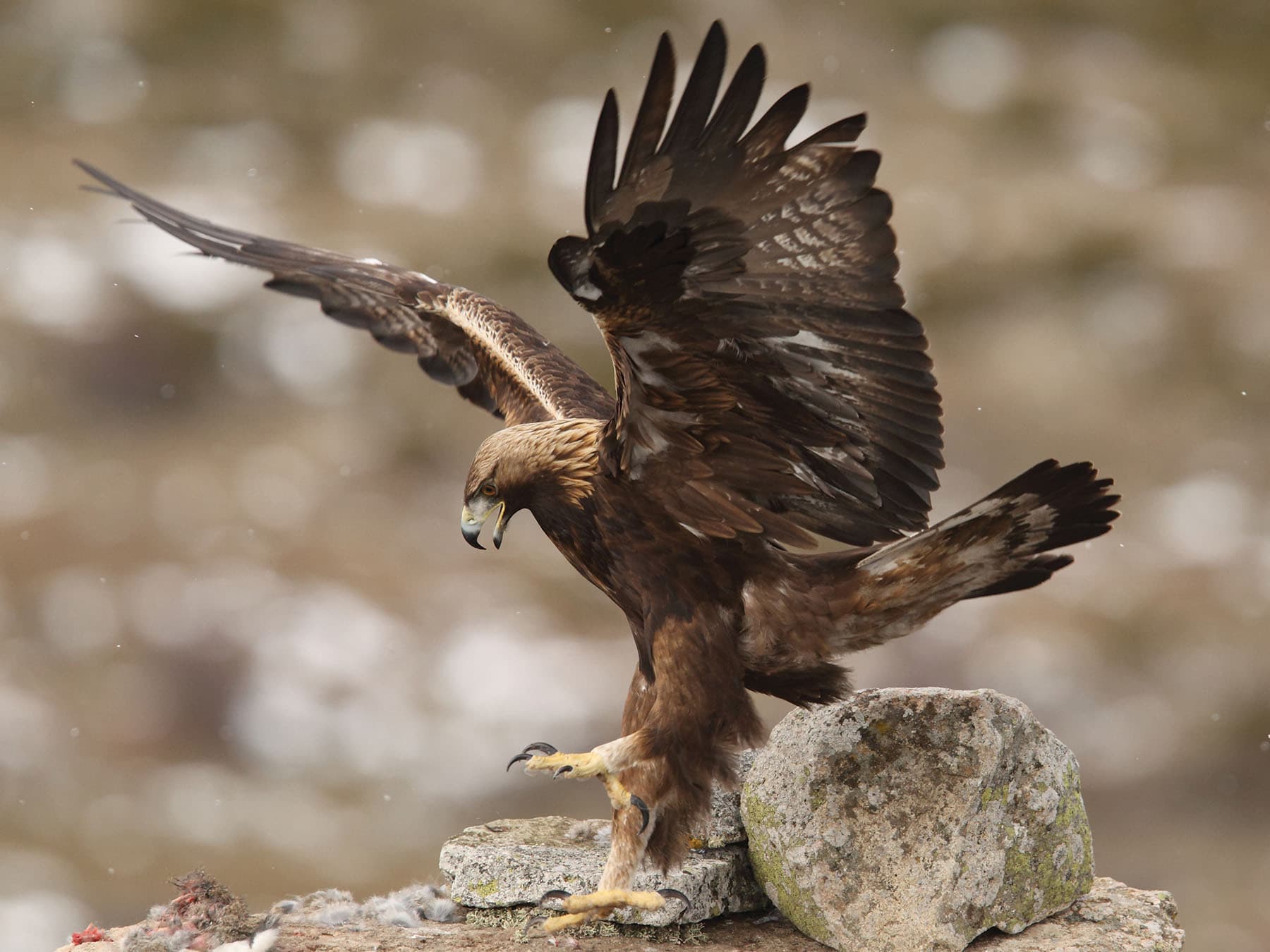 Close up of a Golden Eagle