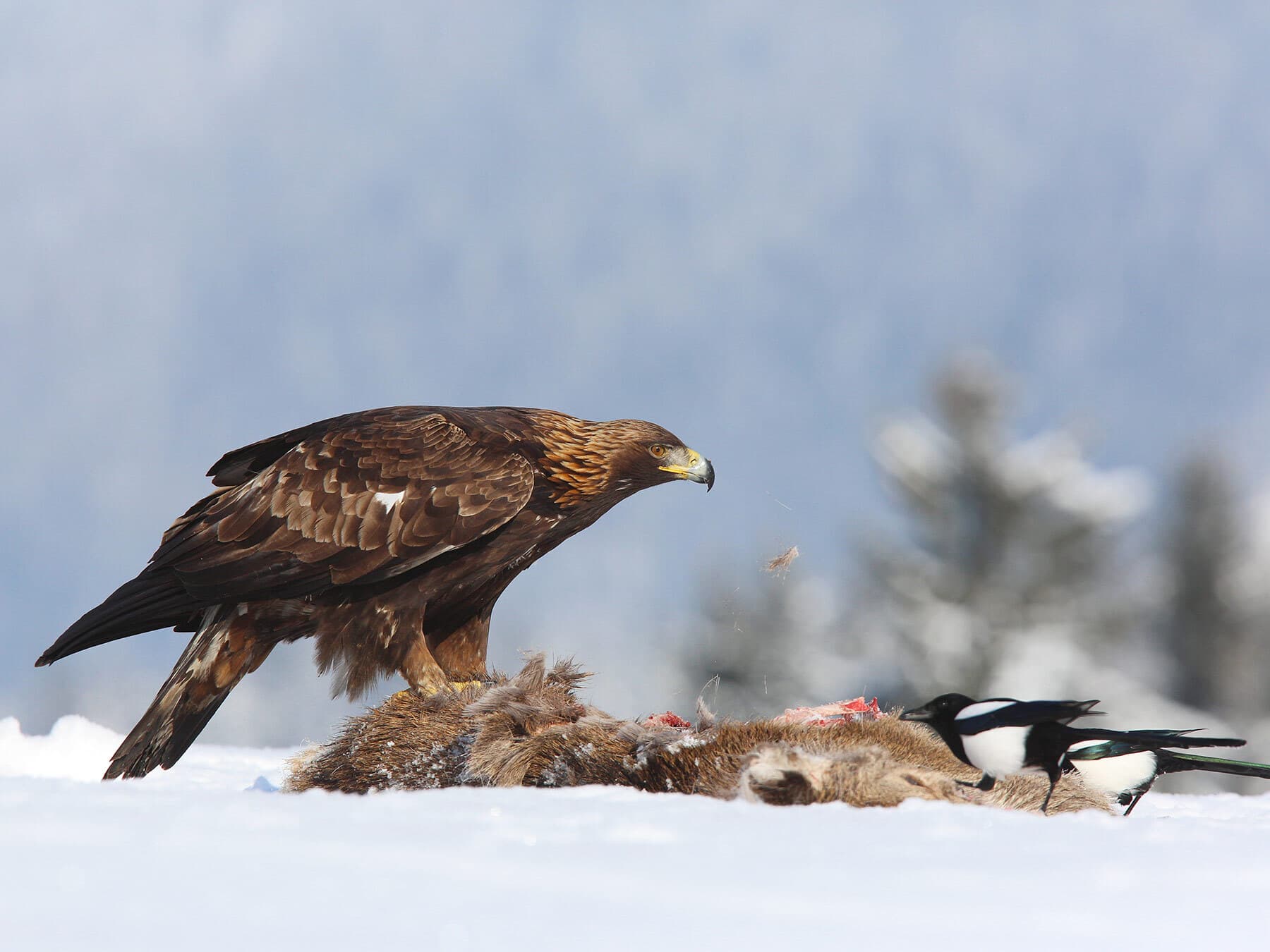 Golden eagle feeding next to magpies