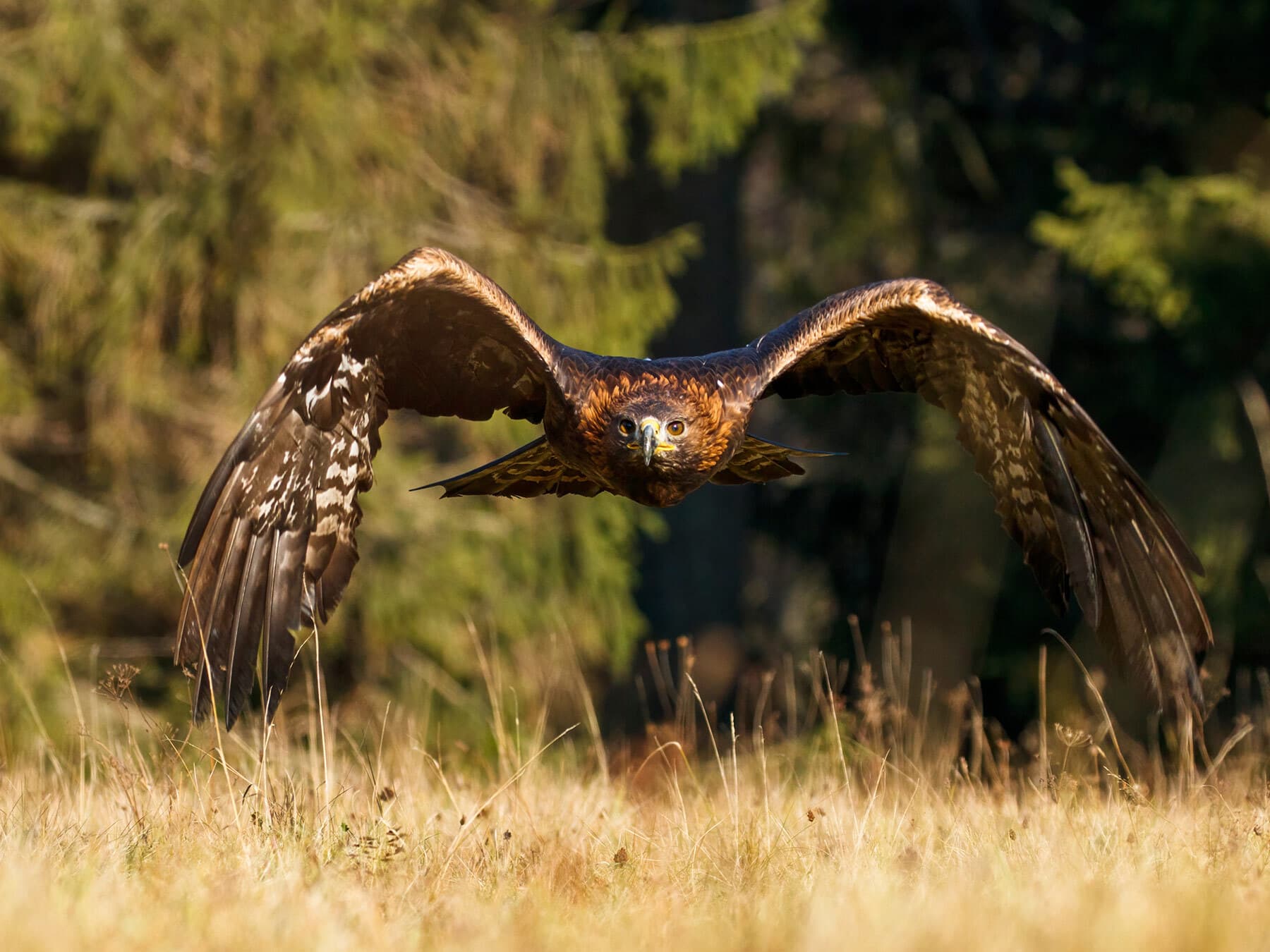 Golden eagle flight
