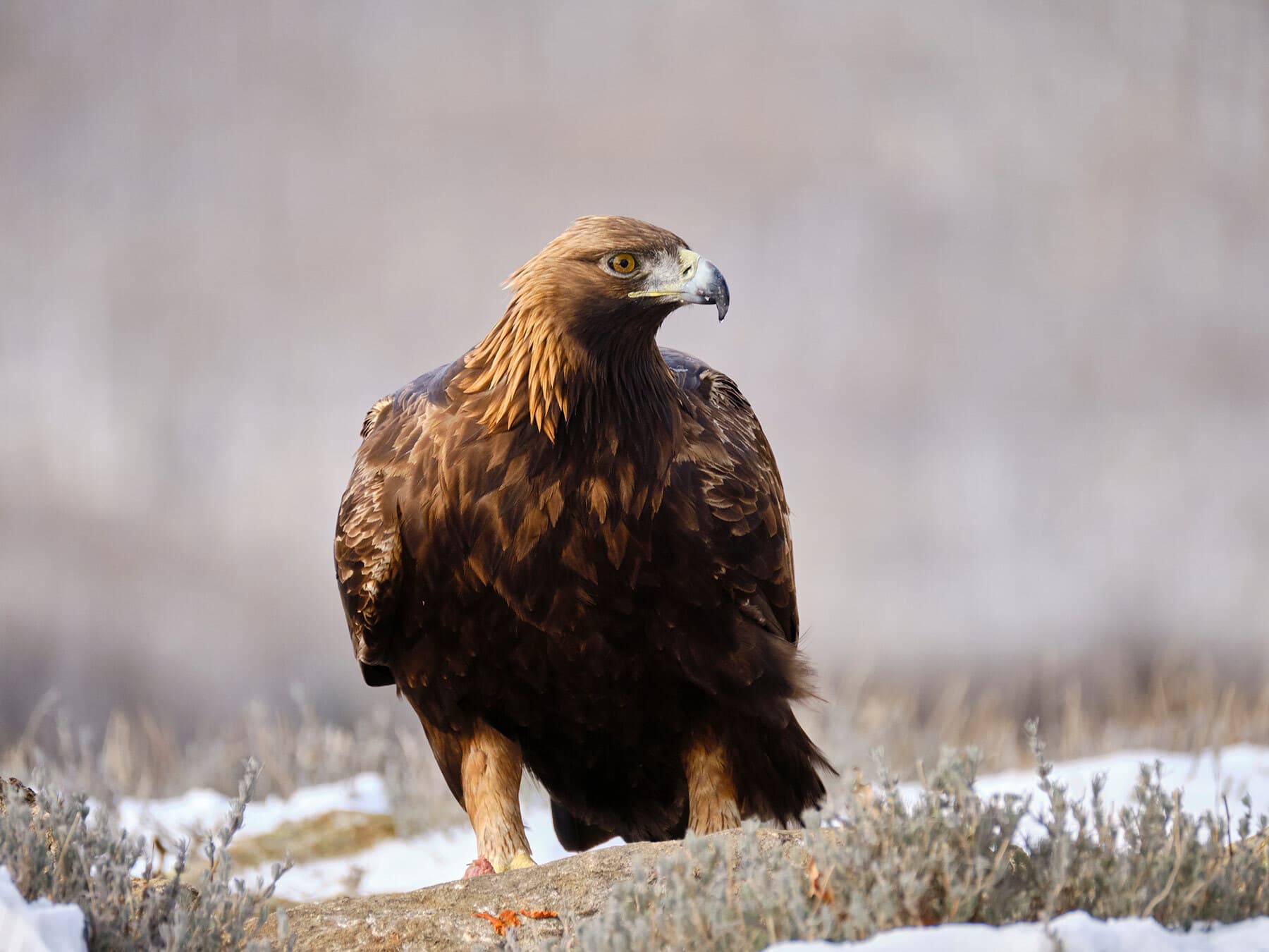 Golden eagle ground