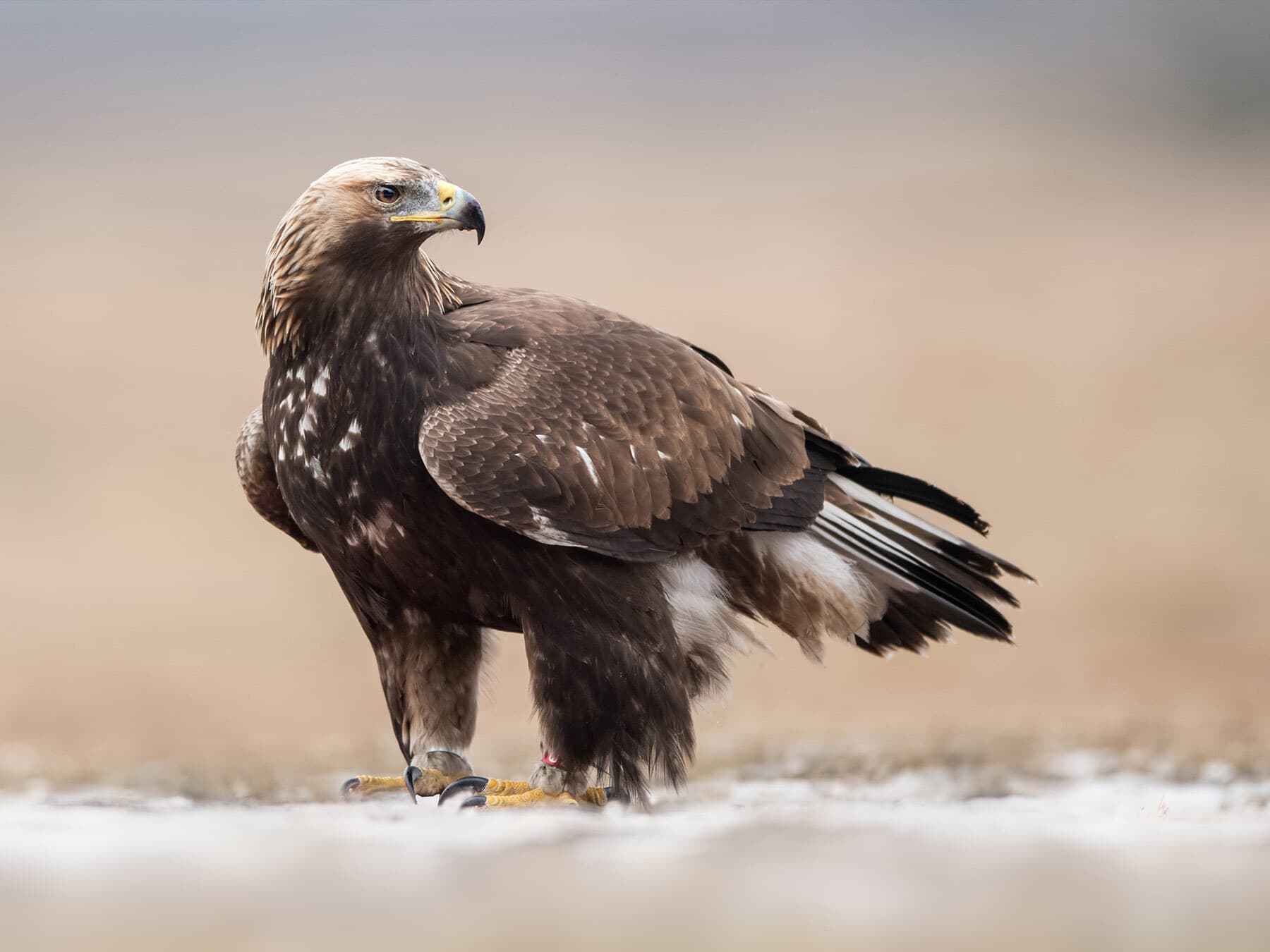 Golden eagle ground
