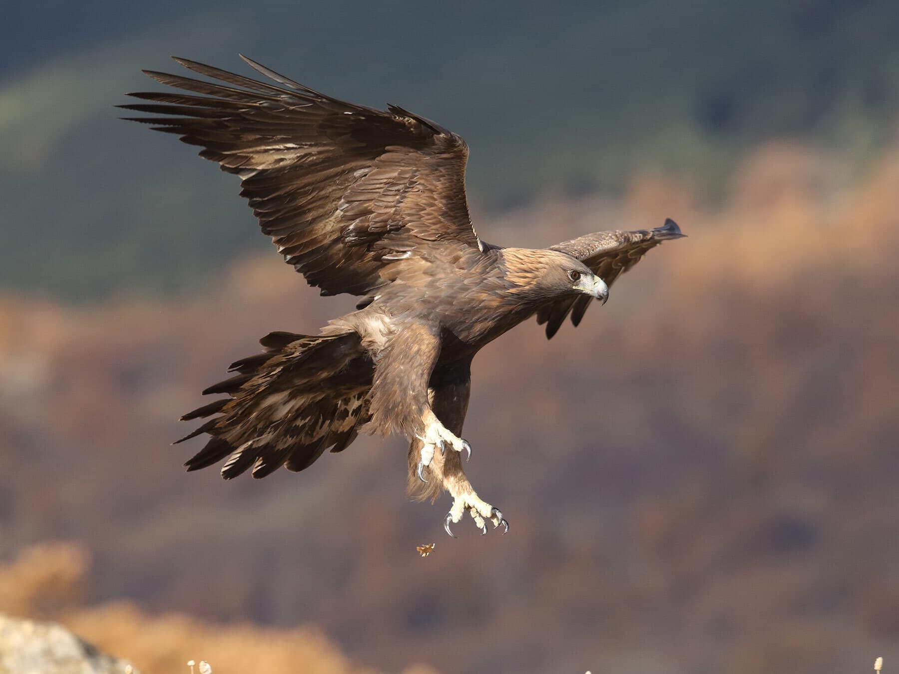 Golden eagle hunting
