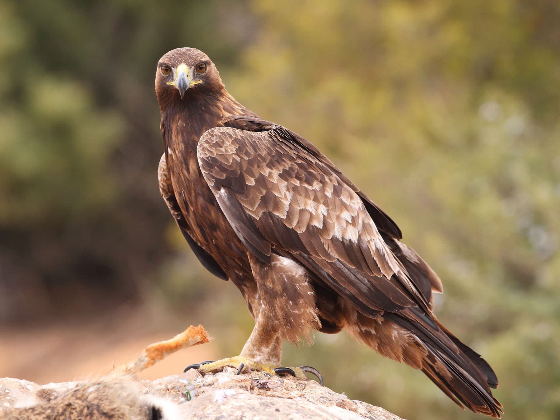 Golden eagle hunting