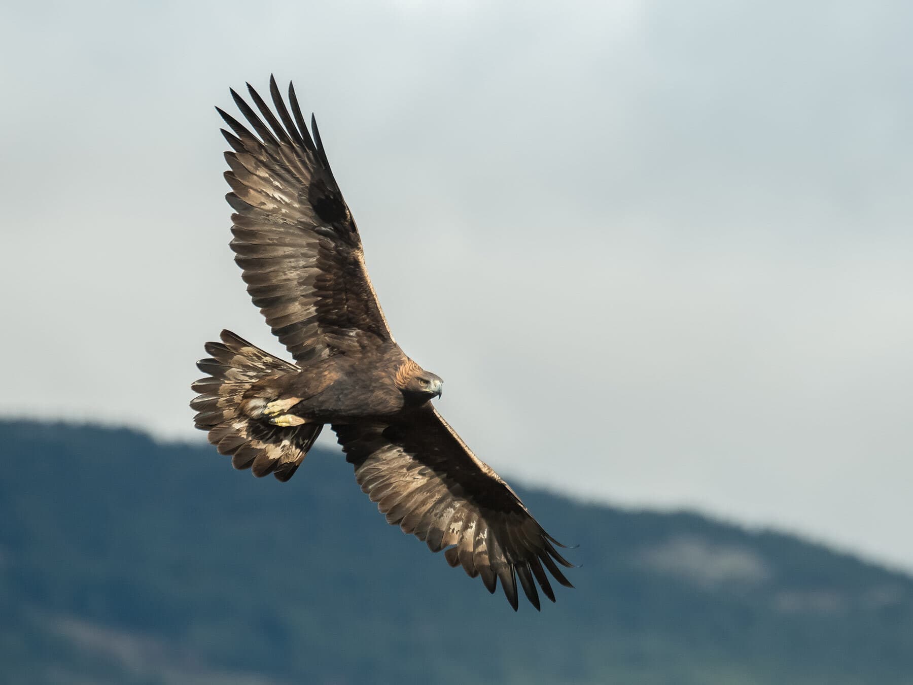 Golden eagle in flight