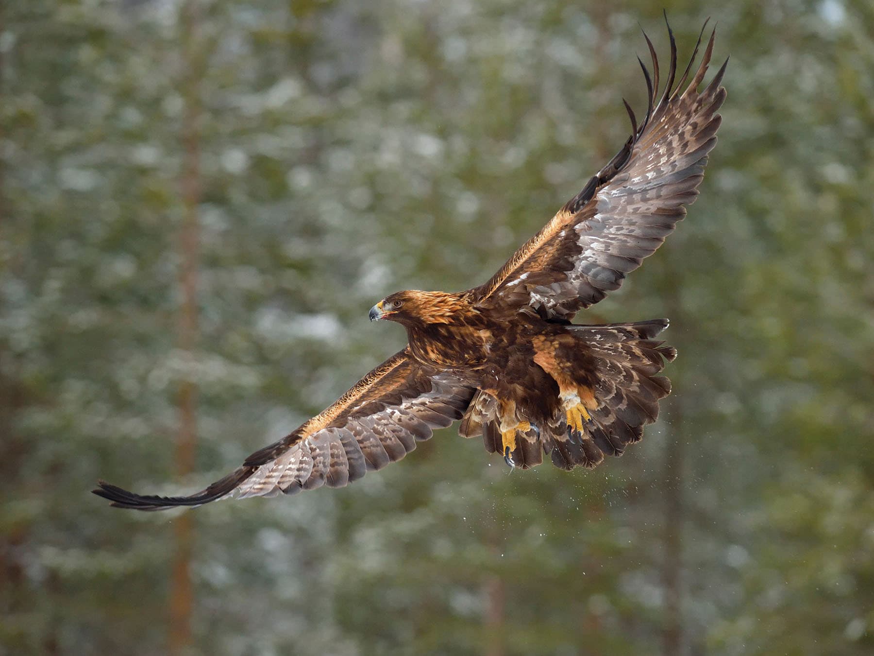 Golden Eagle flying through the forest
