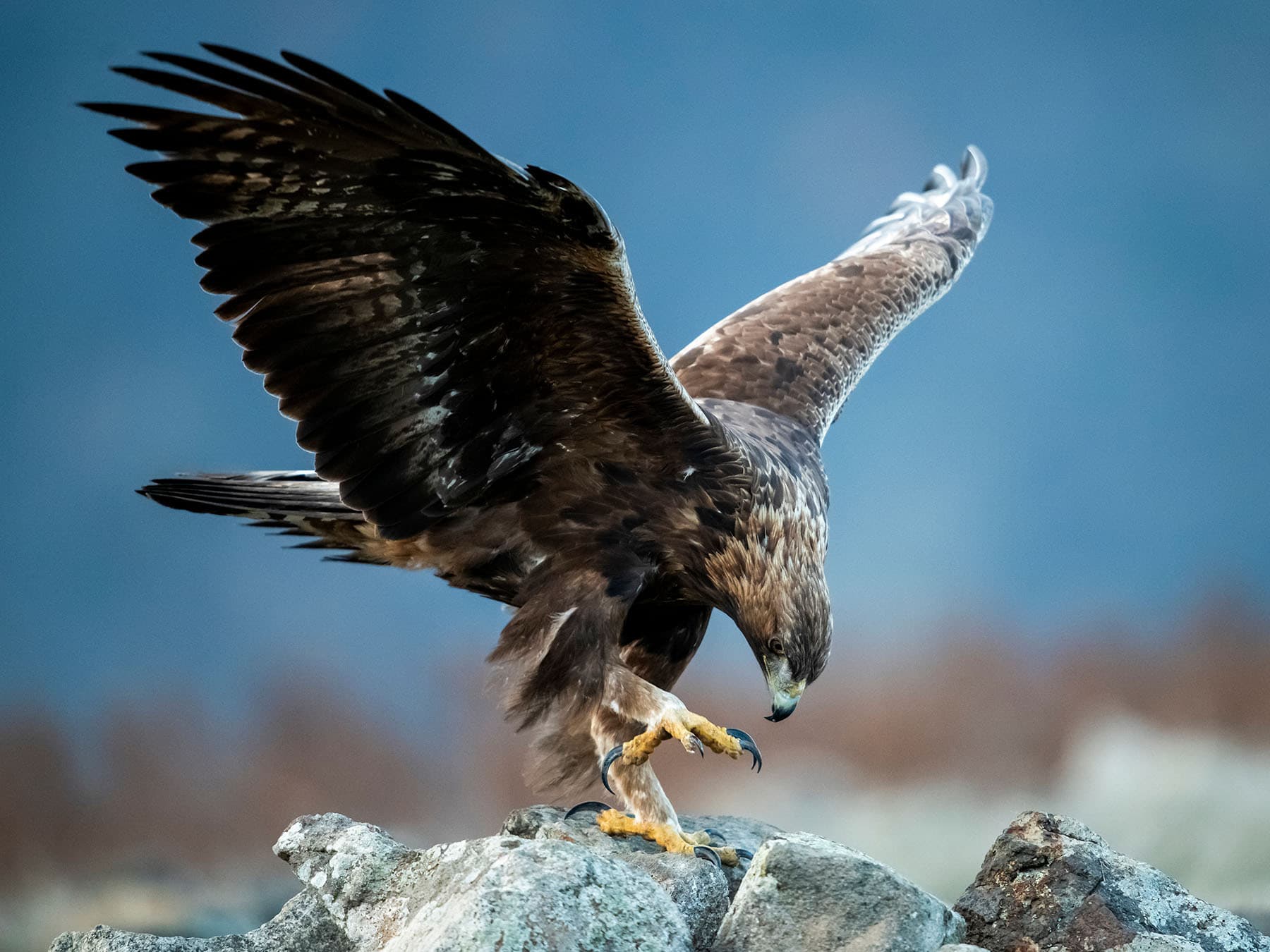 Golden eagle landing