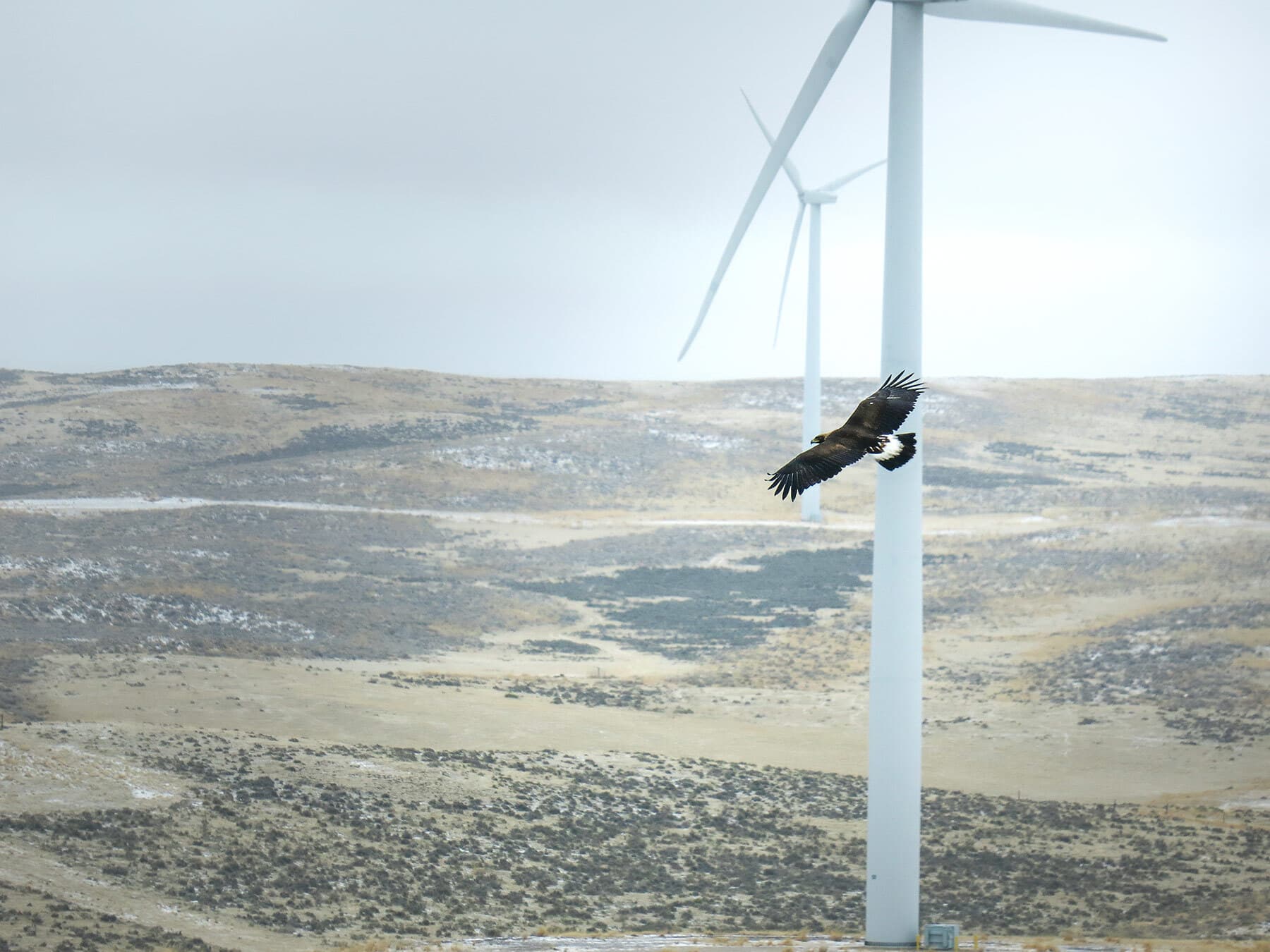Golden eagle near wind turbine