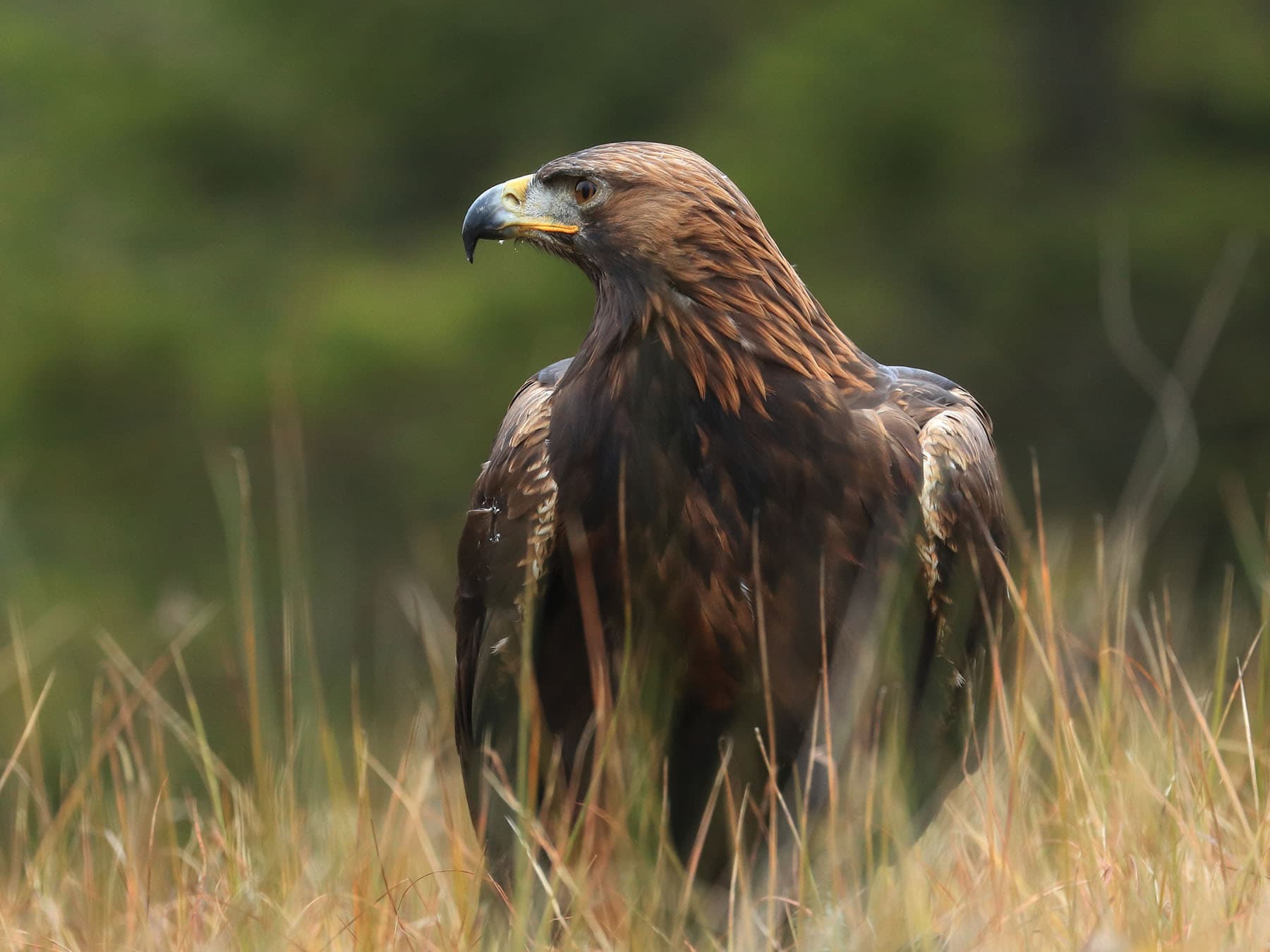 Golden Eagle on the ground