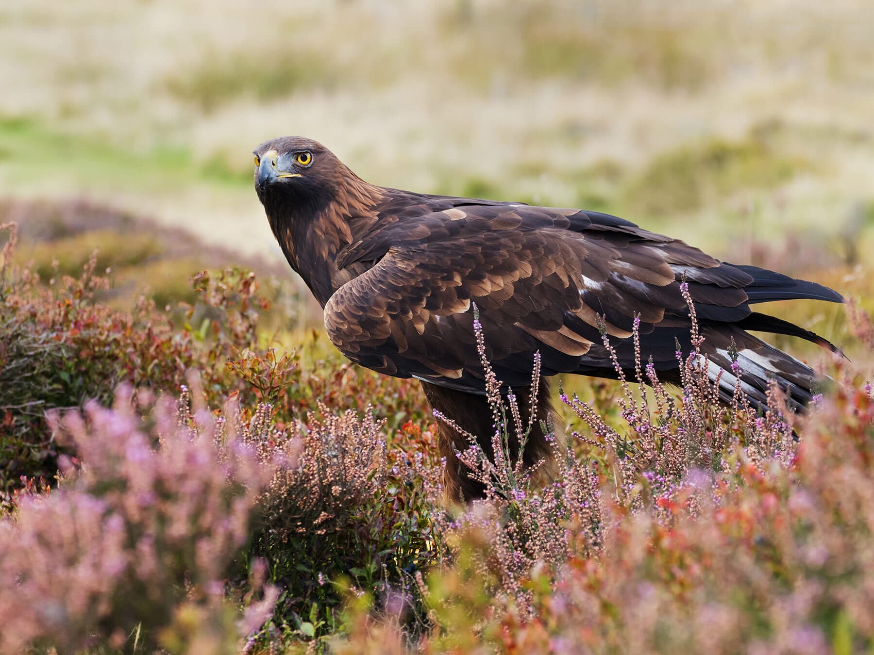 Golden eagle scotland
