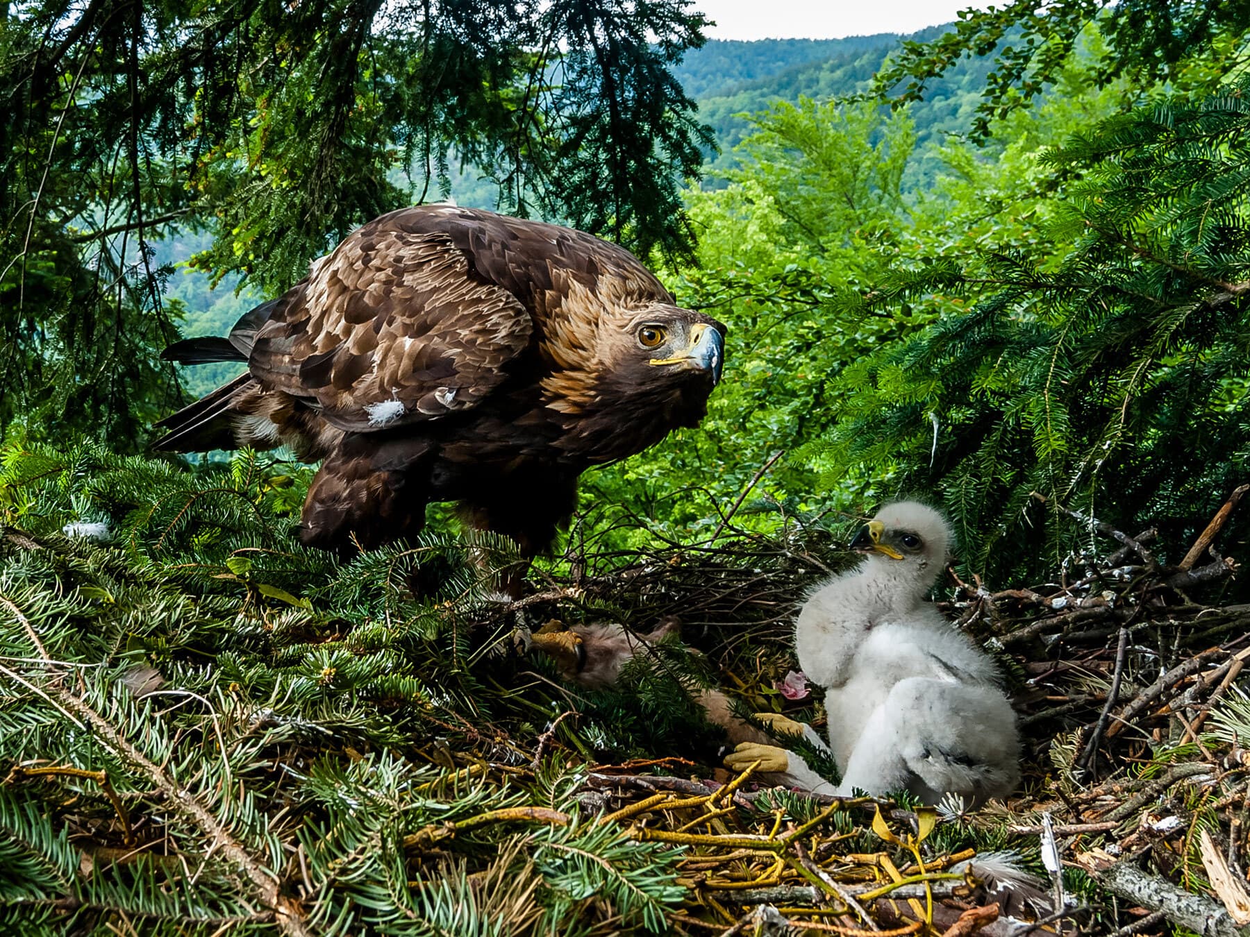 Golden eagle with chick