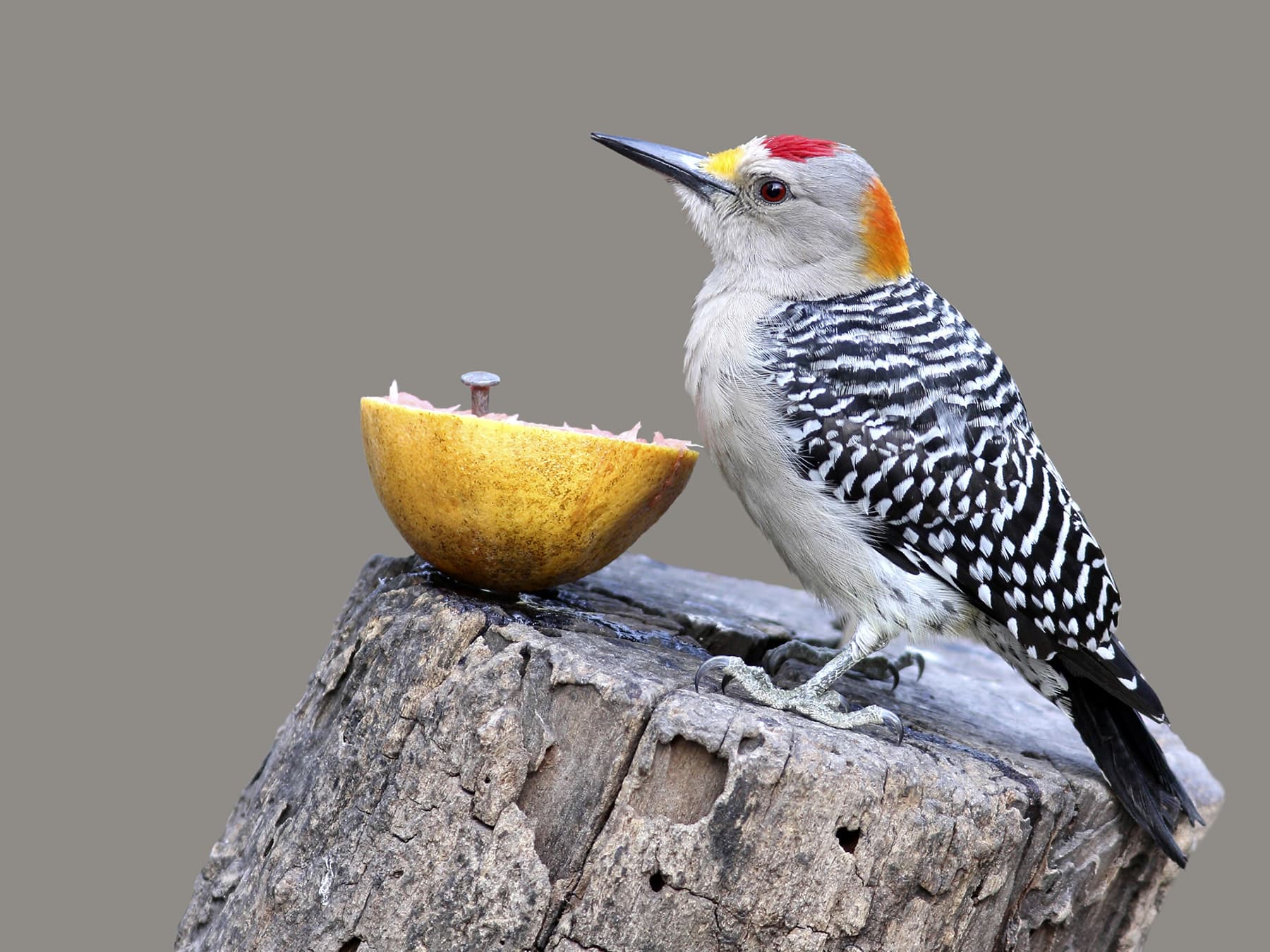 Golden-fronted Woodpecker Male