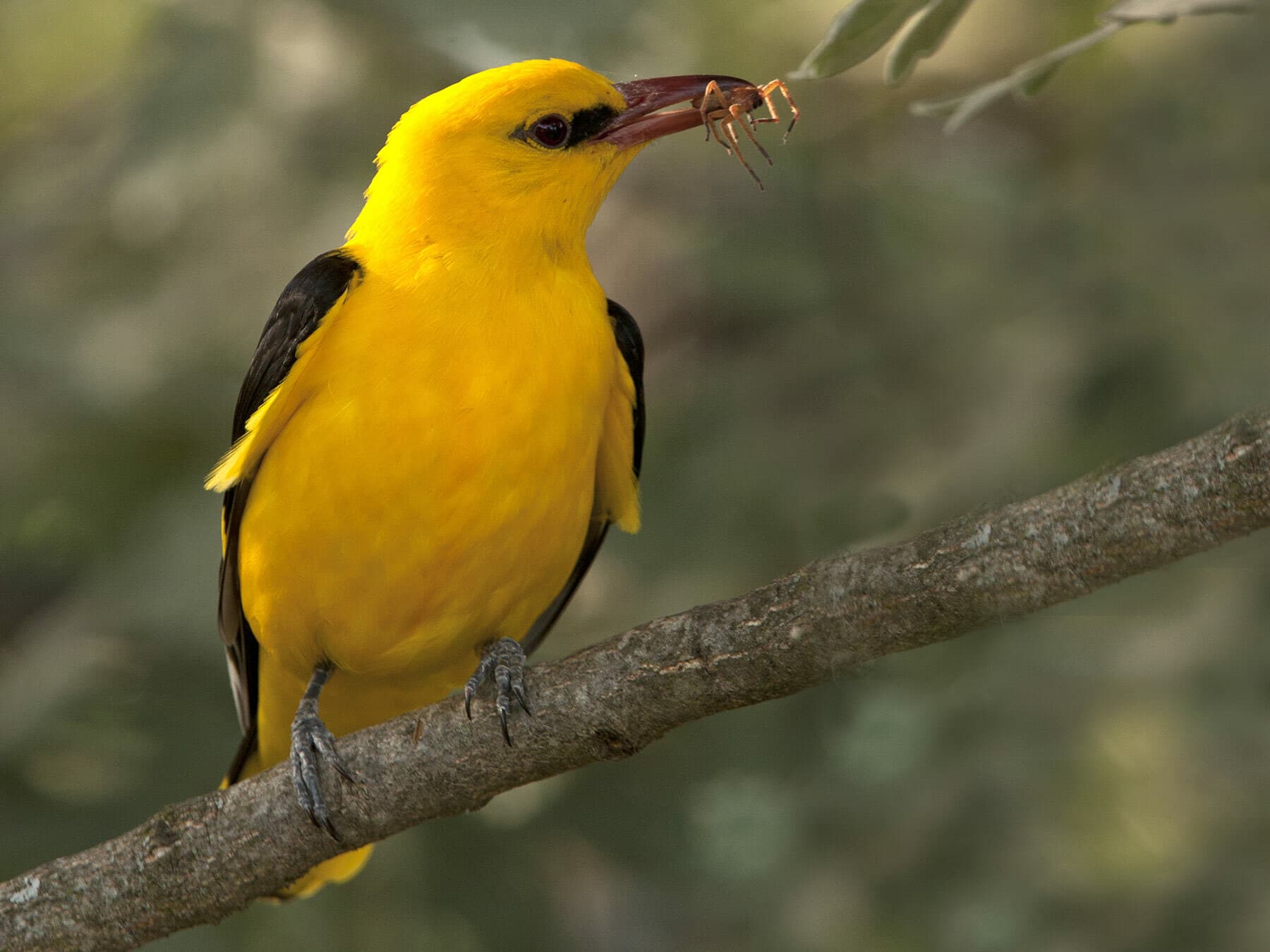 Male Golden Oriole