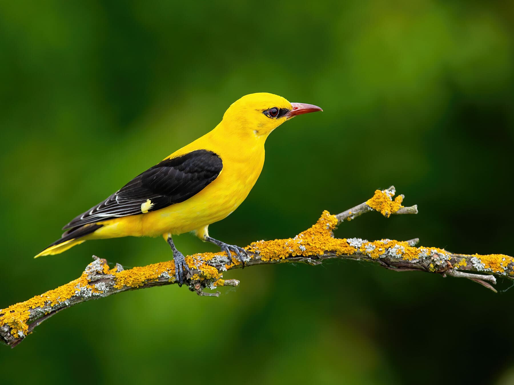 Golden oriole 3