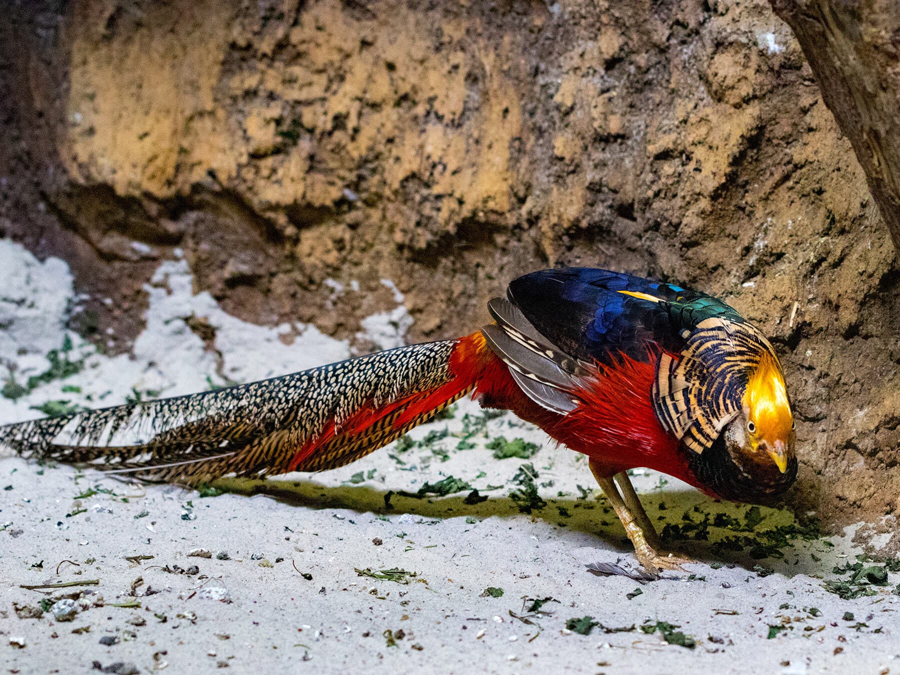 Golden pheasant 4