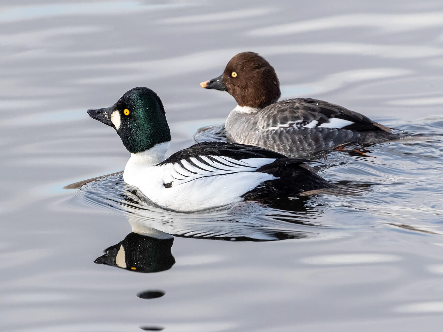 Goldeneye duck pair