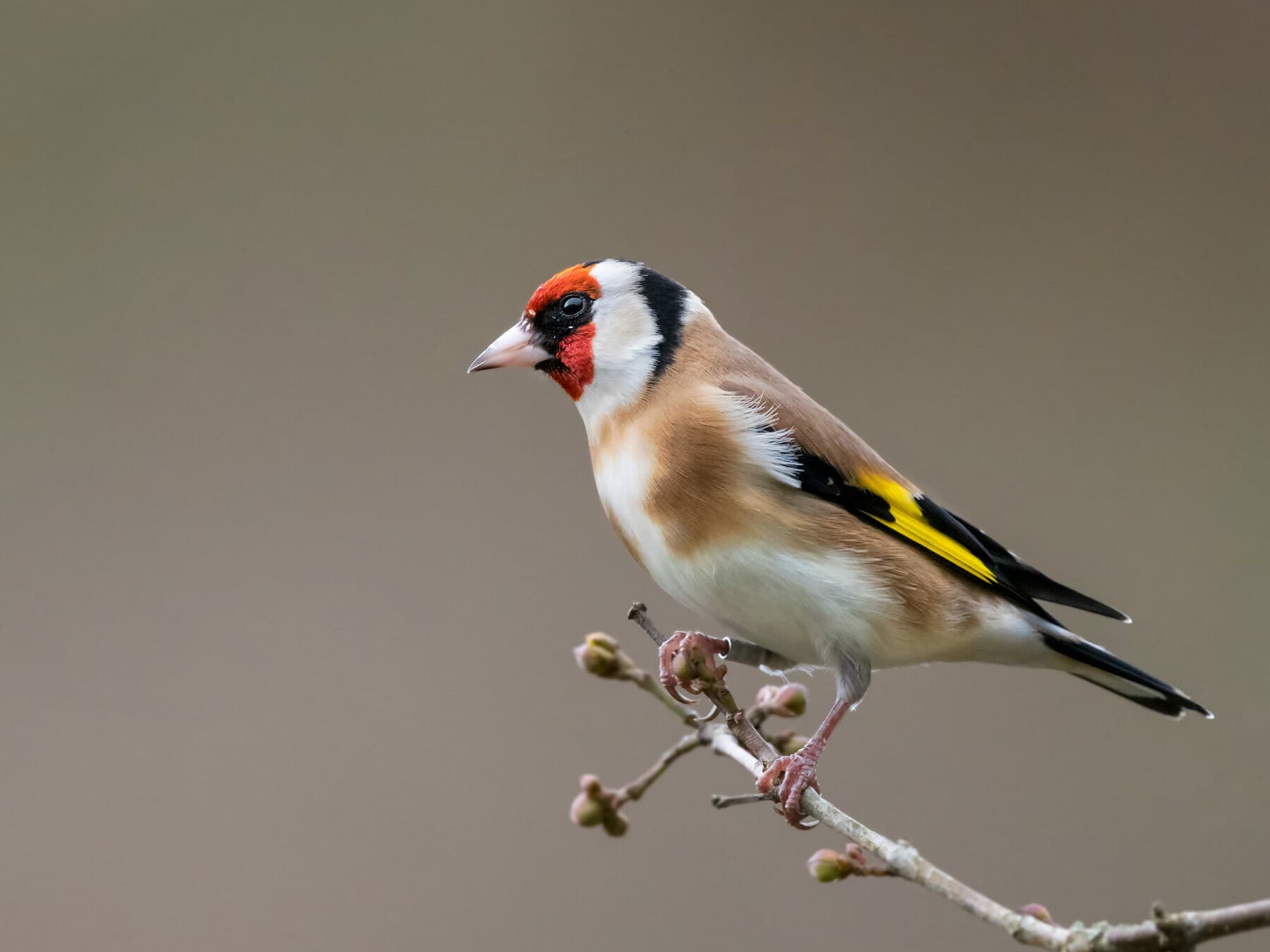 A European Goldfinch perched on a thin branch