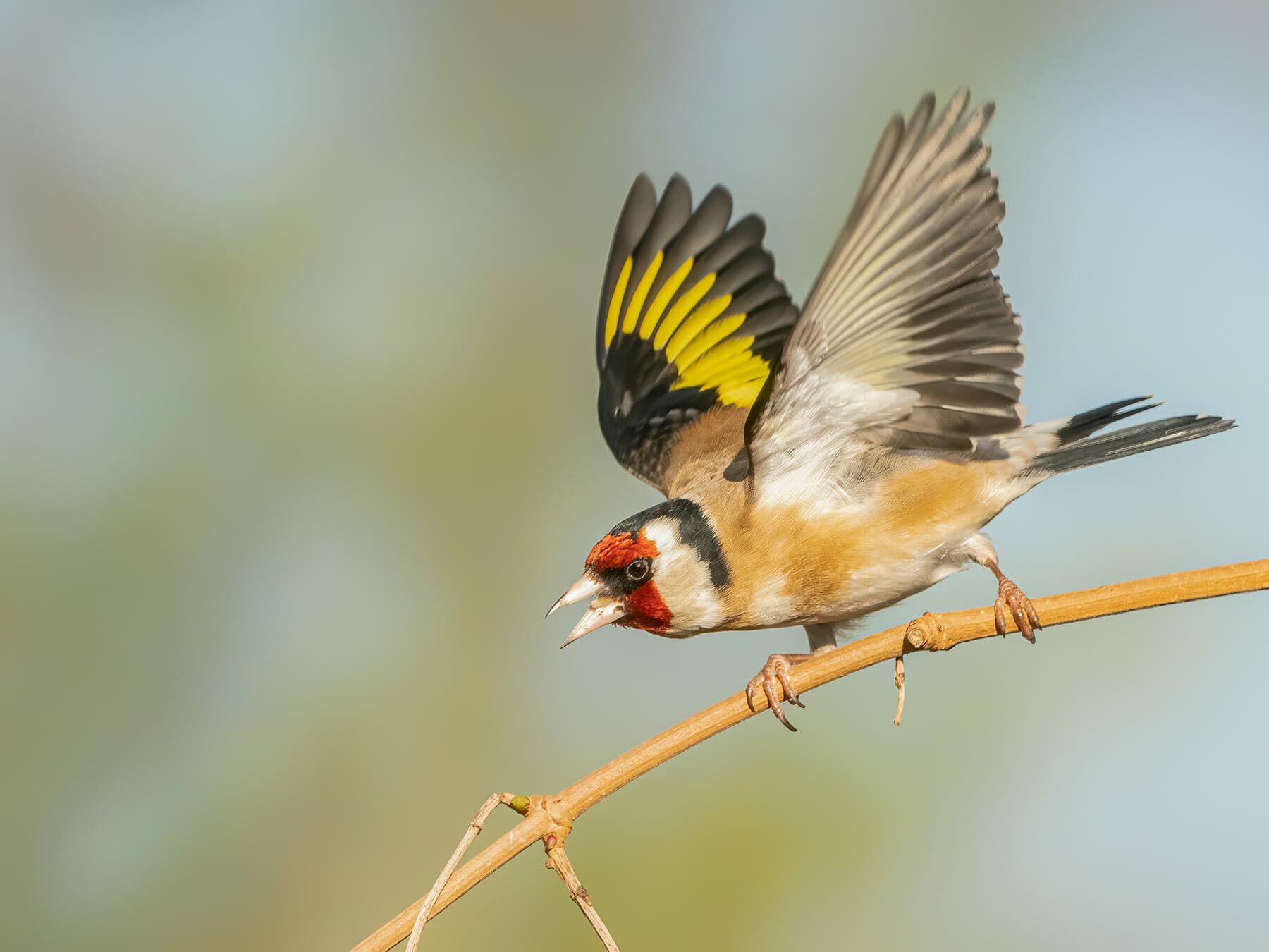 A Goldfinch feeding on seeds