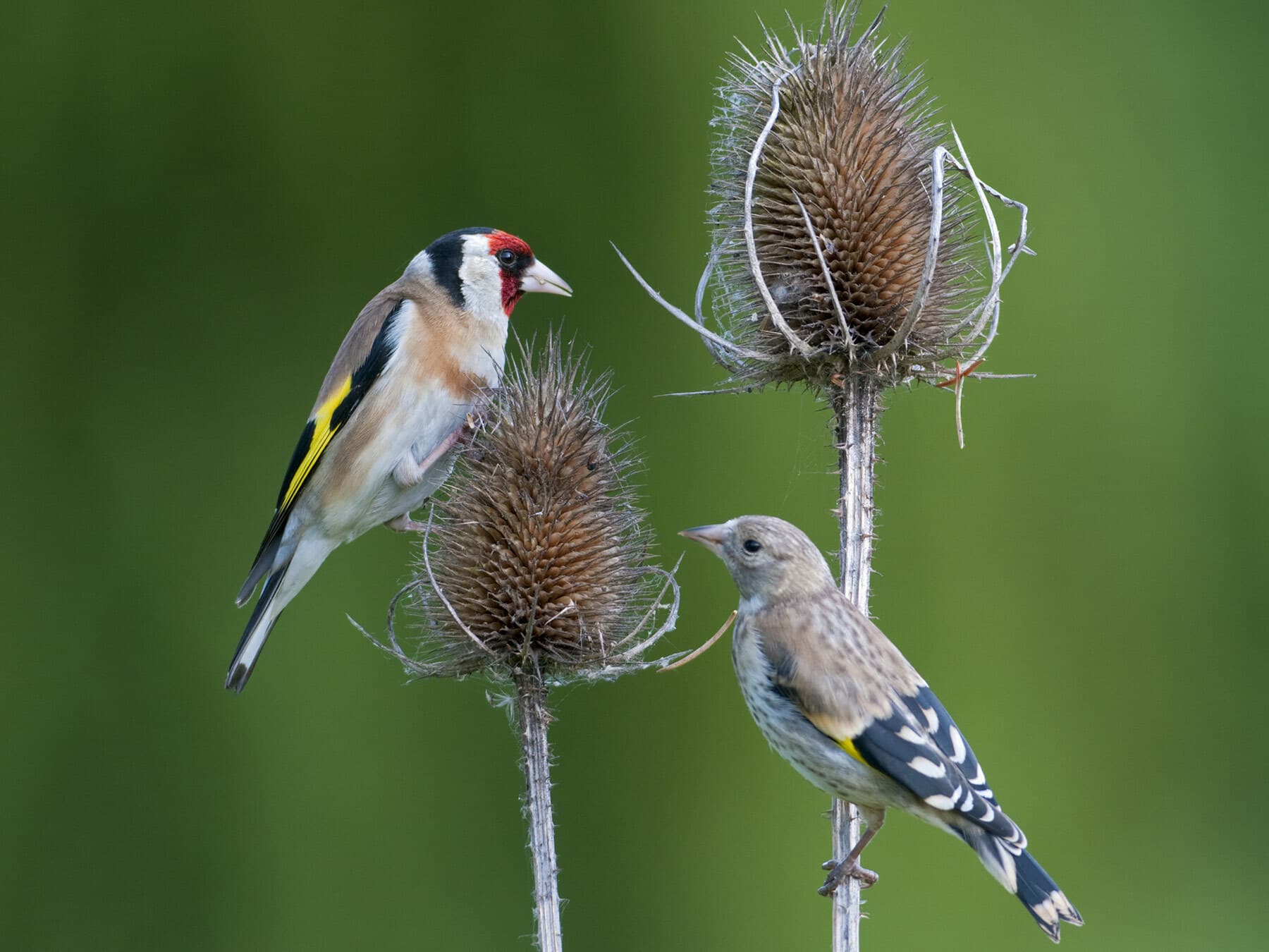 An adult and juvenile Goldfinch perched together