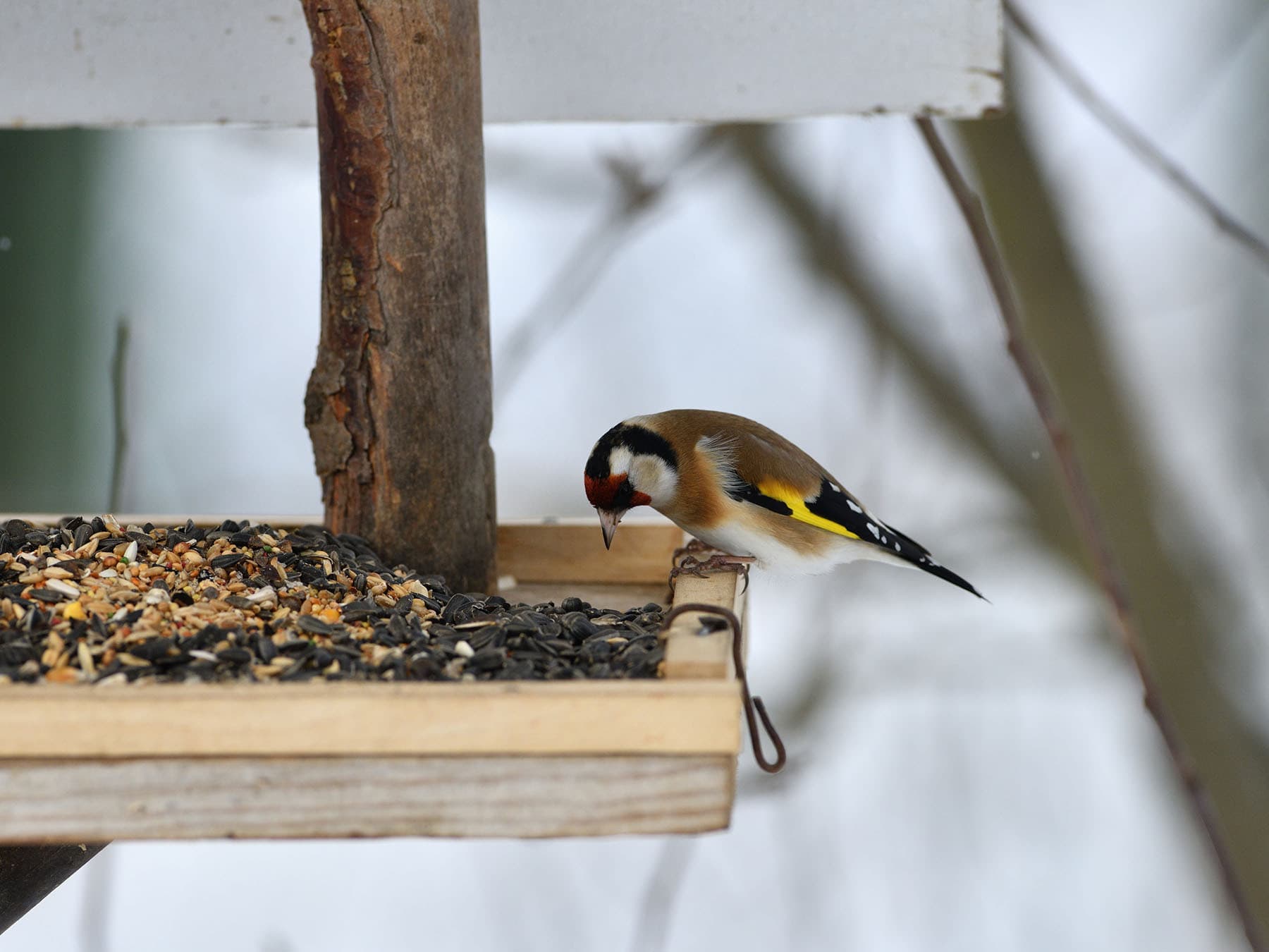 Goldfinch eating seeds