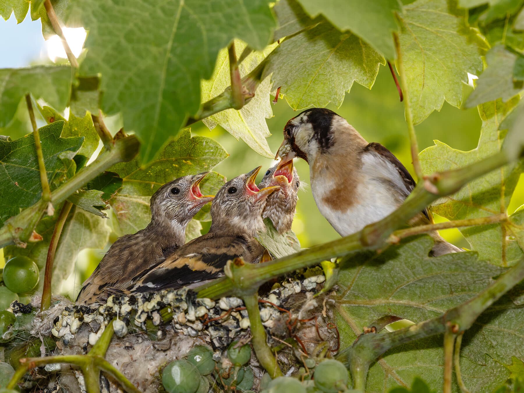 Goldfinch feeding chicks