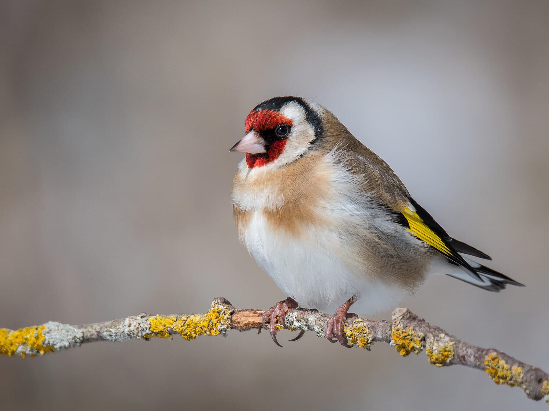 Goldfinch in winter