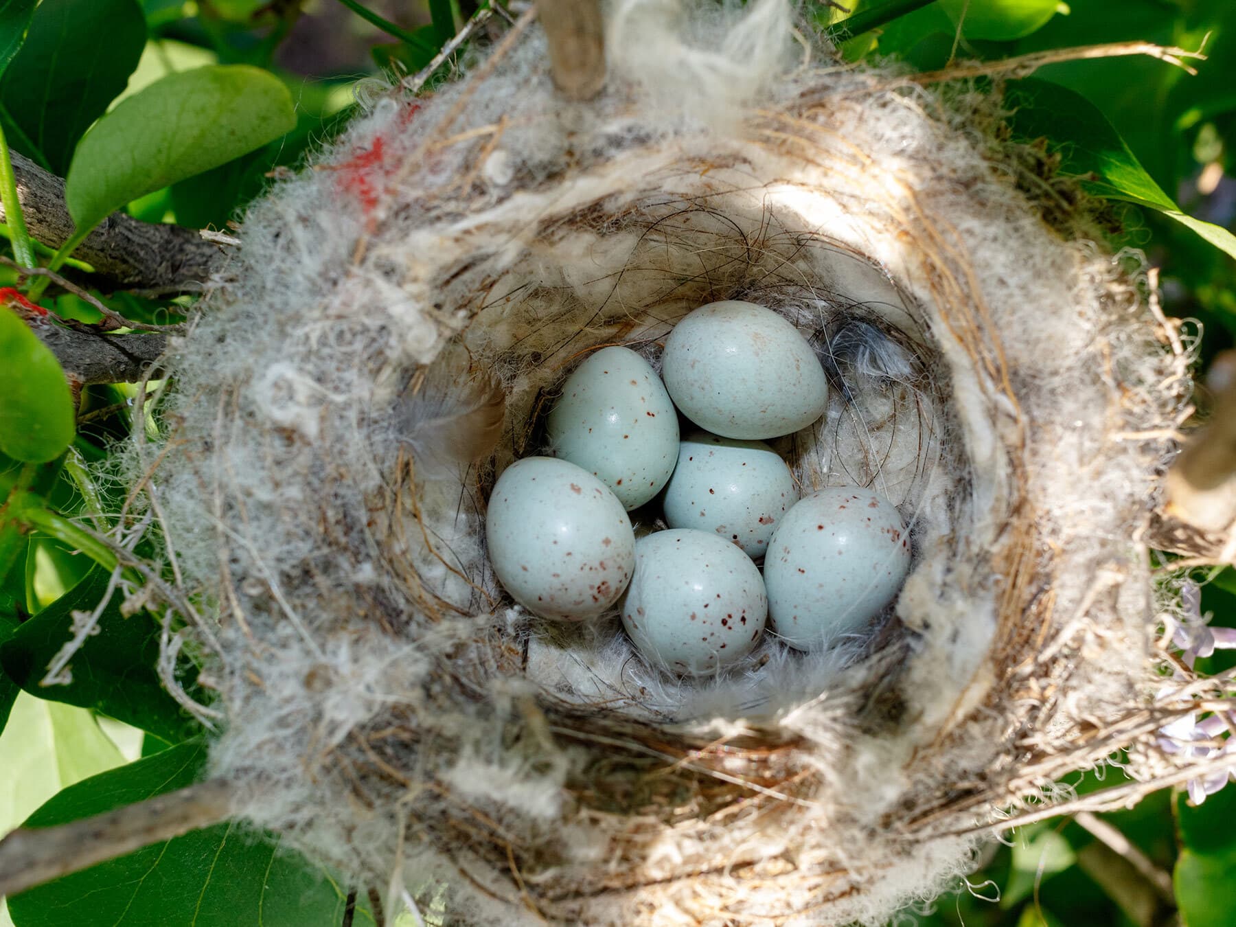 Goldfinch nest with eggs