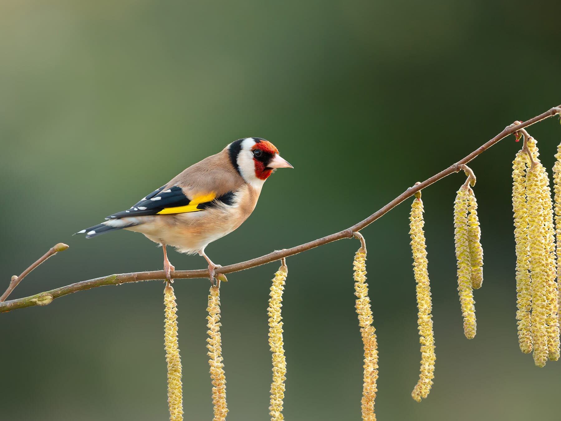 Goldfinch perched