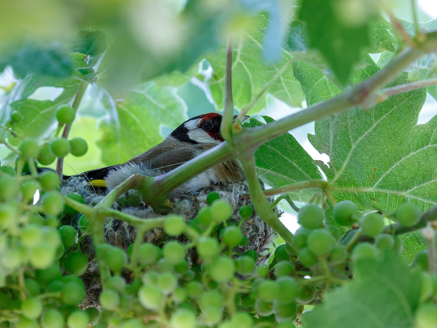 Goldfinch sat on nest