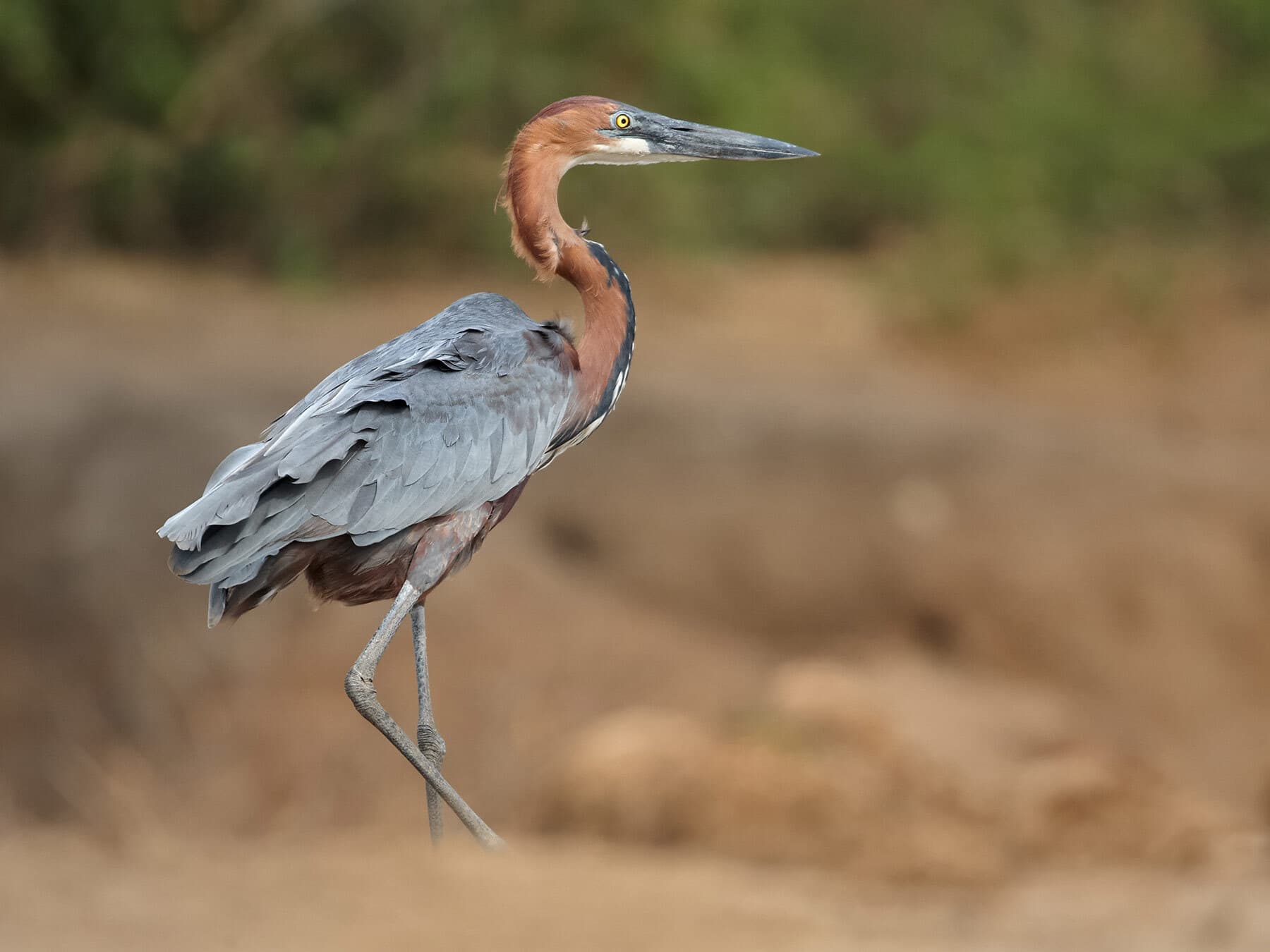 Goliath heron