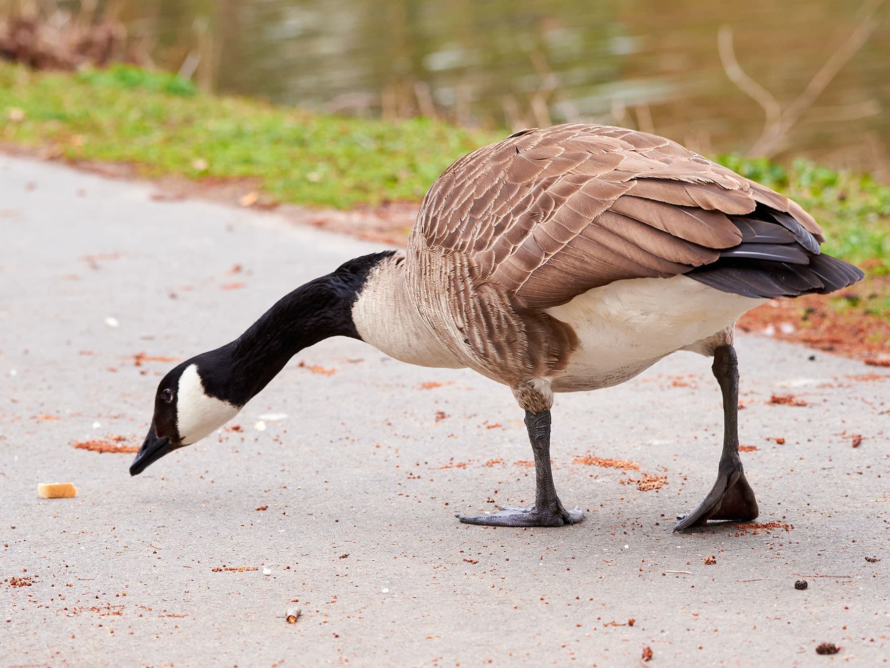 Goose eating bread