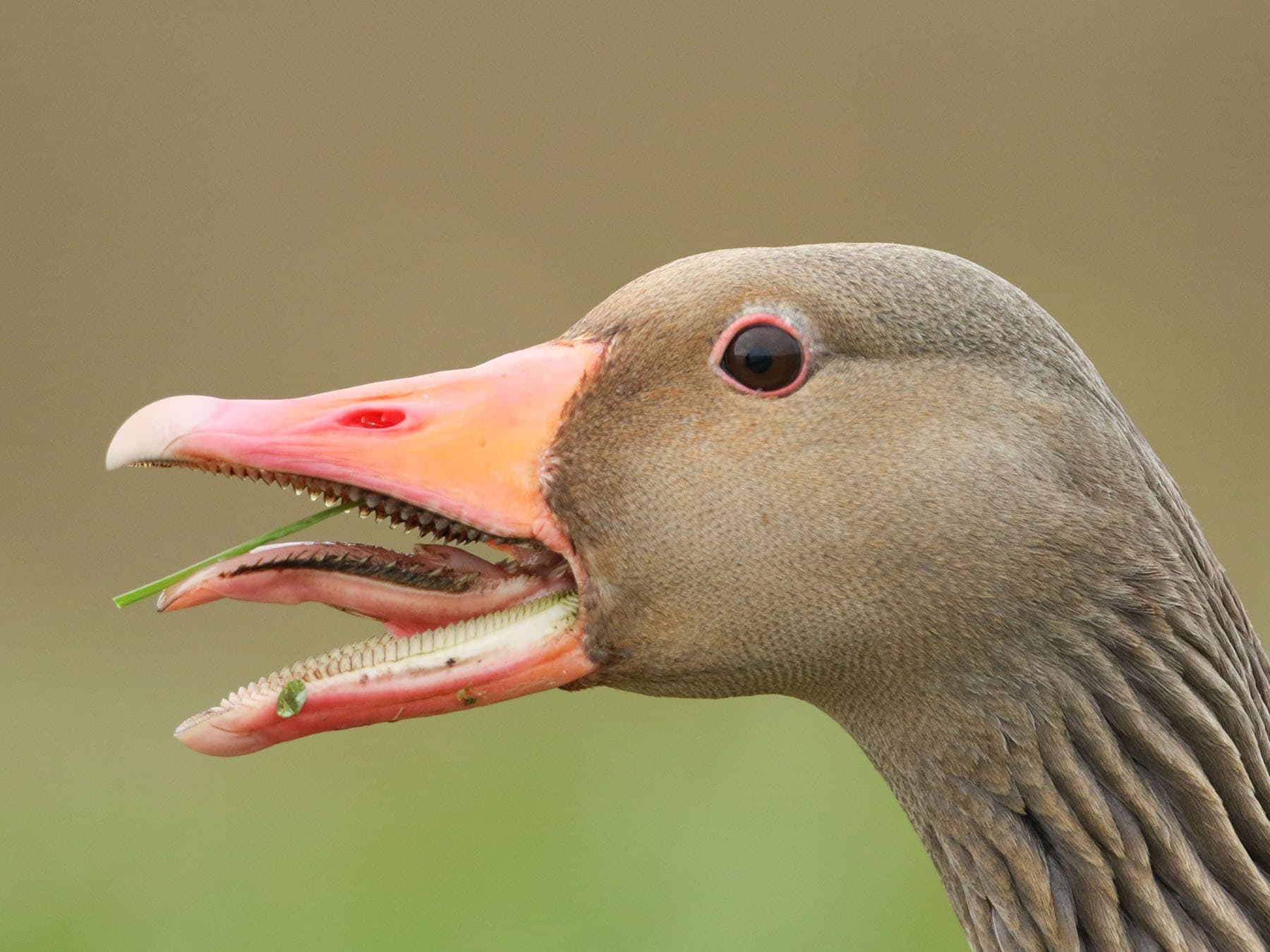 Goose teeth