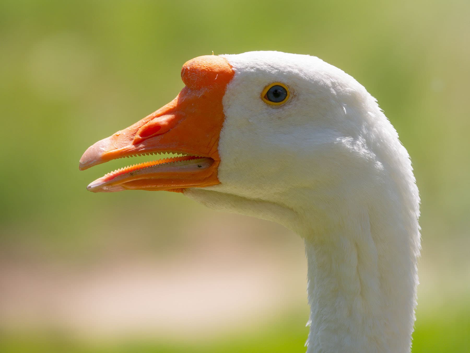 Goose tomia