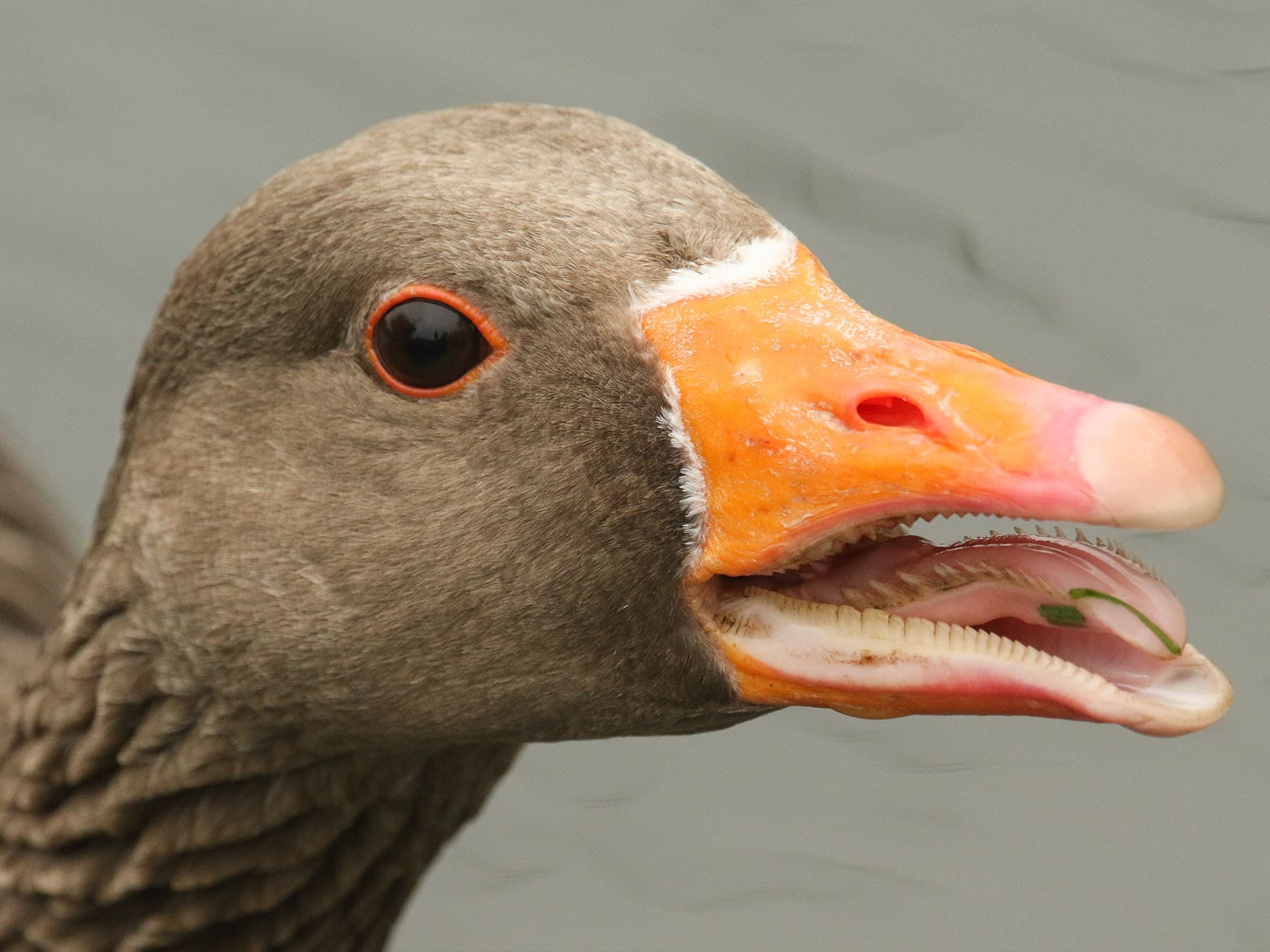 Goose tongue