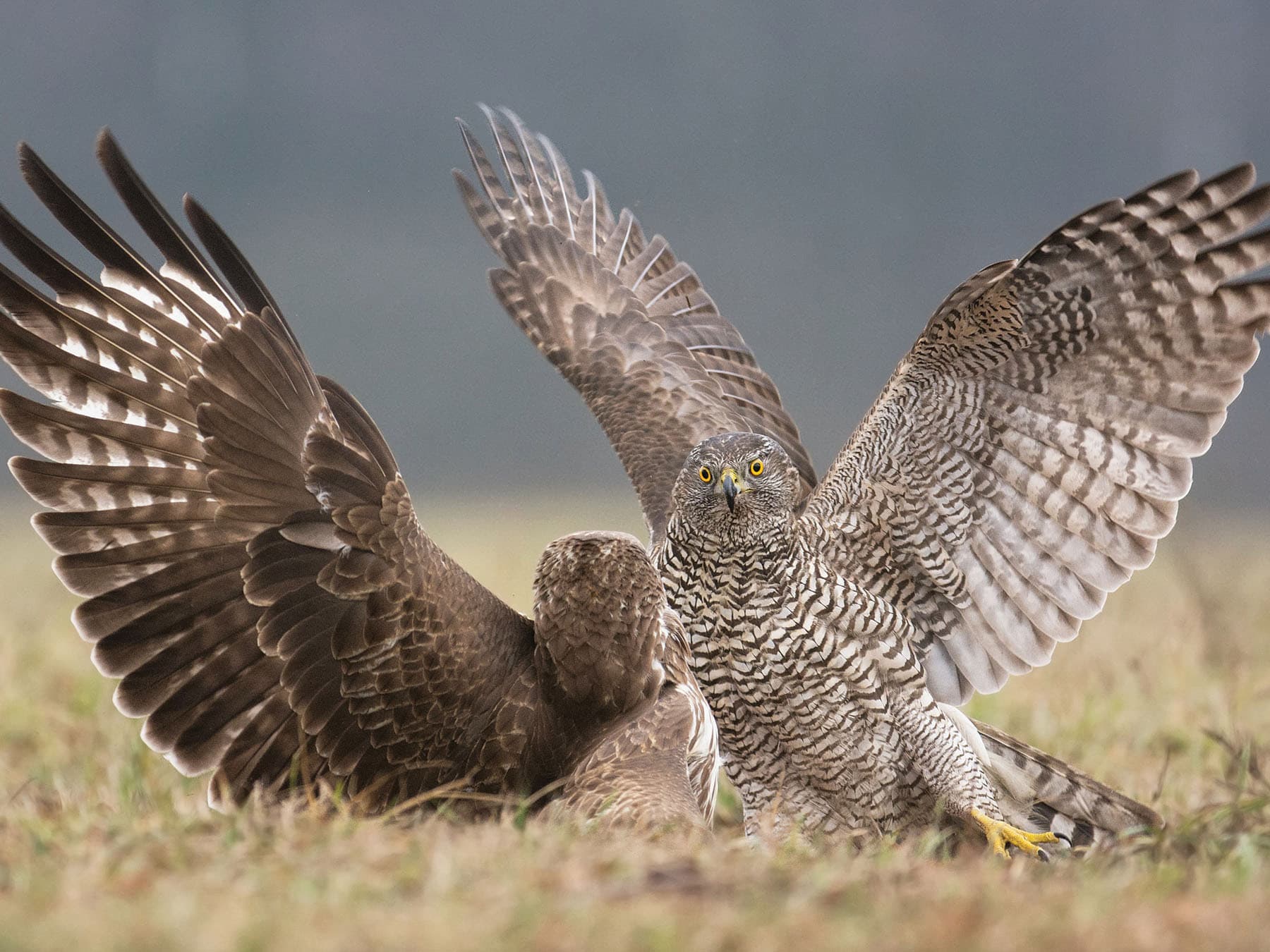 Goshawk (background) fighting a Buzzard