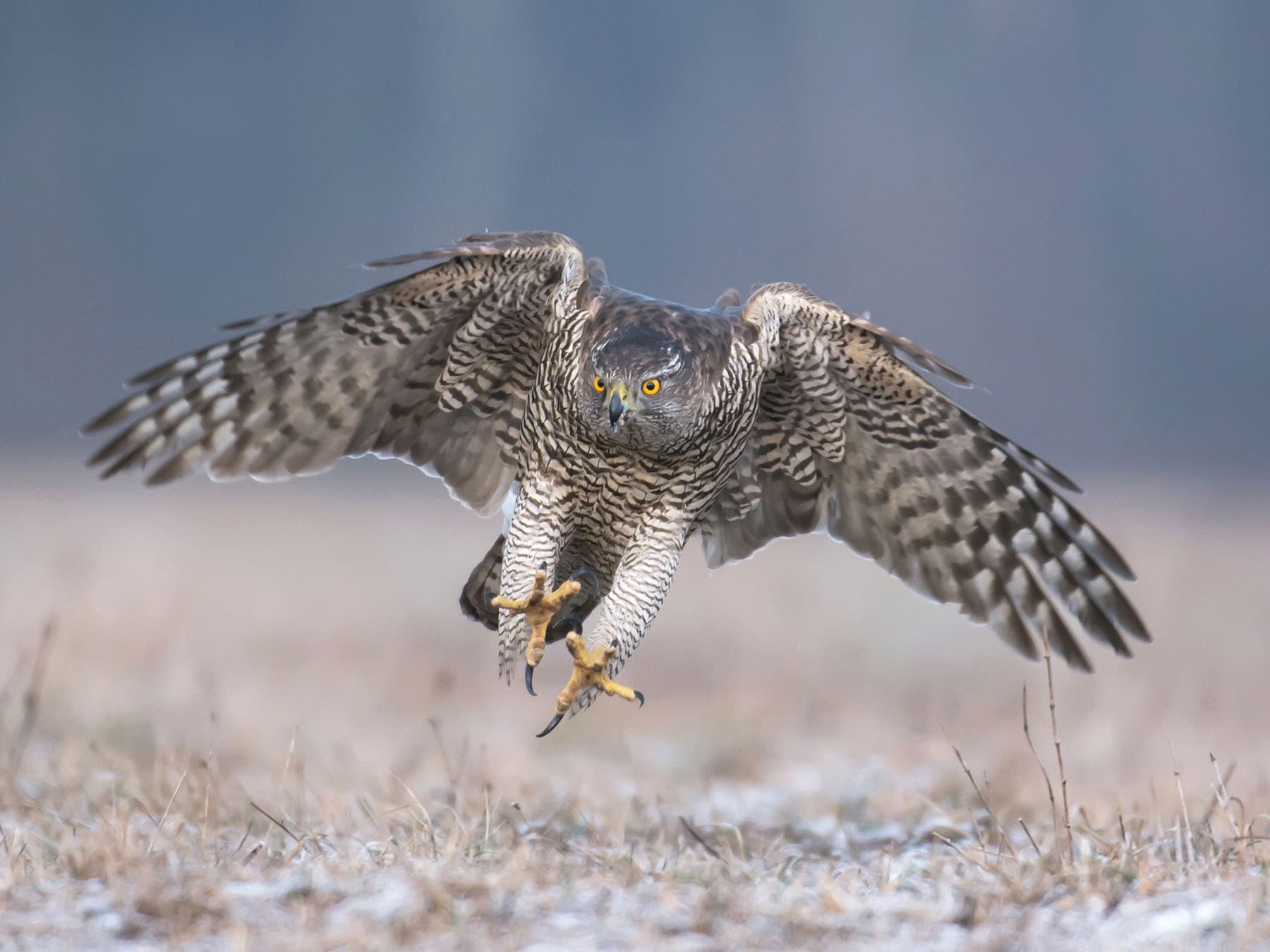 Goshawk hunting for prey