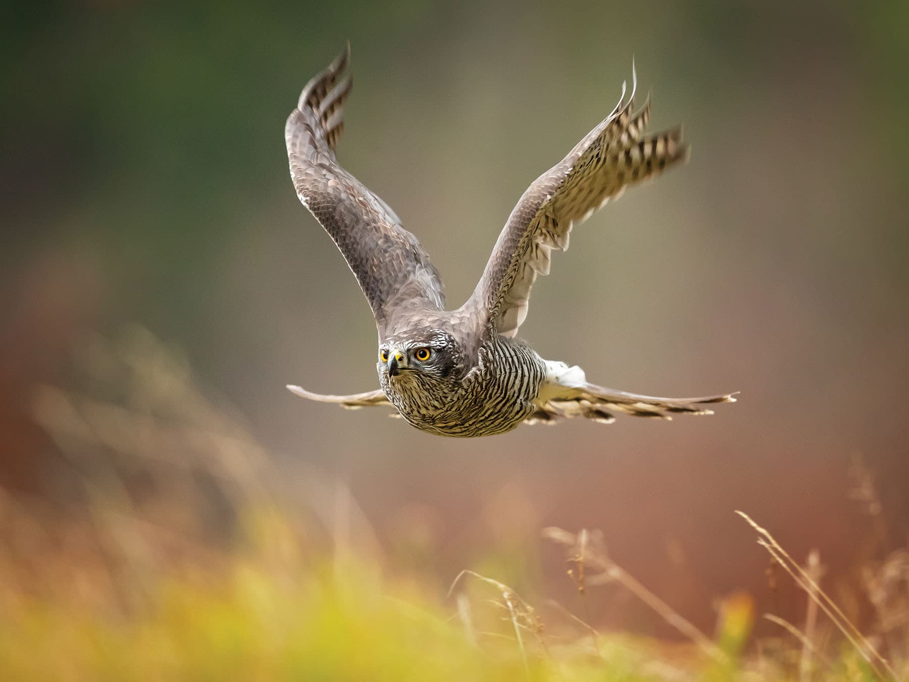 Goshawk on the hunt for prey