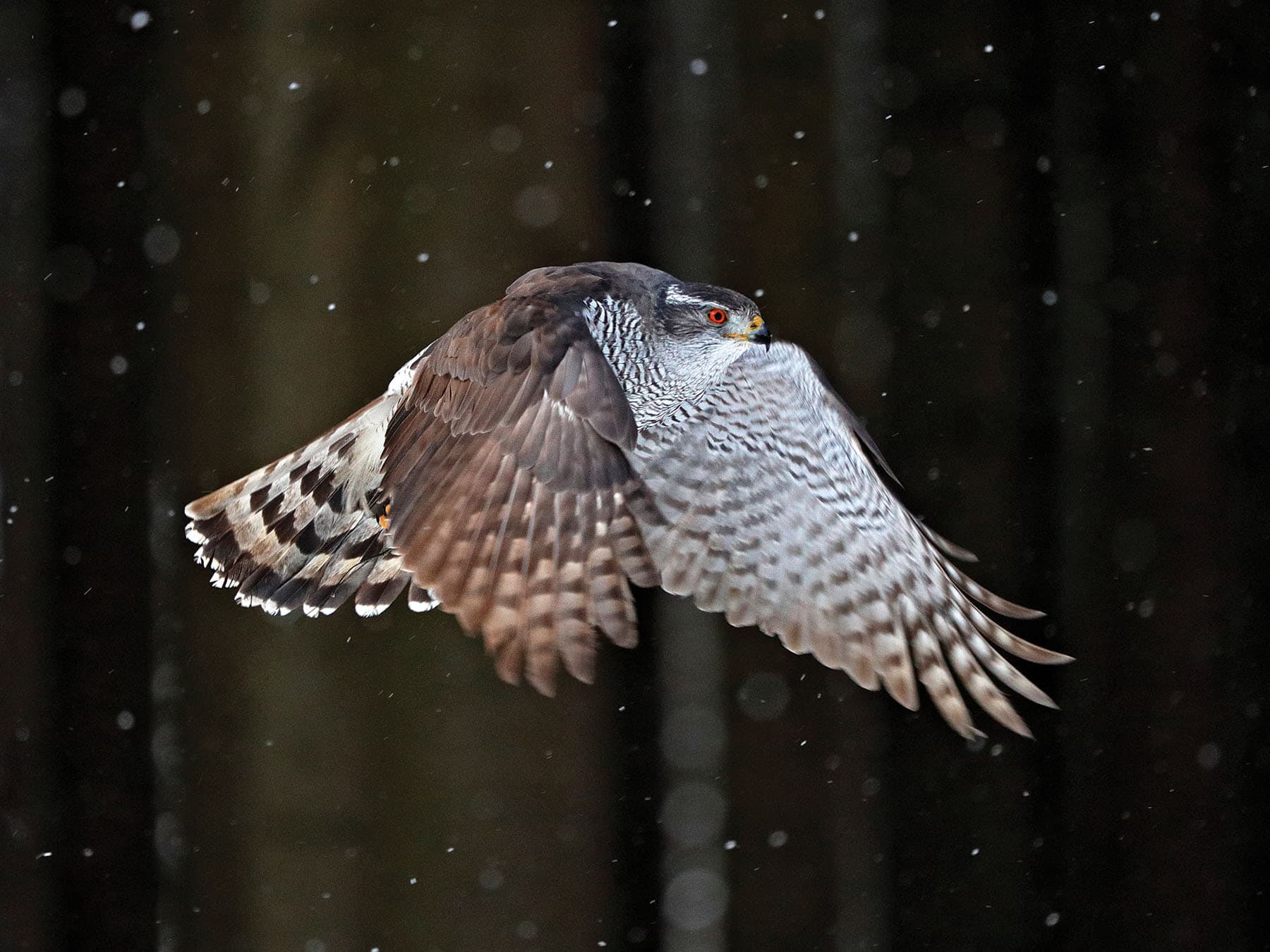Northern goshawk in flight through the forest